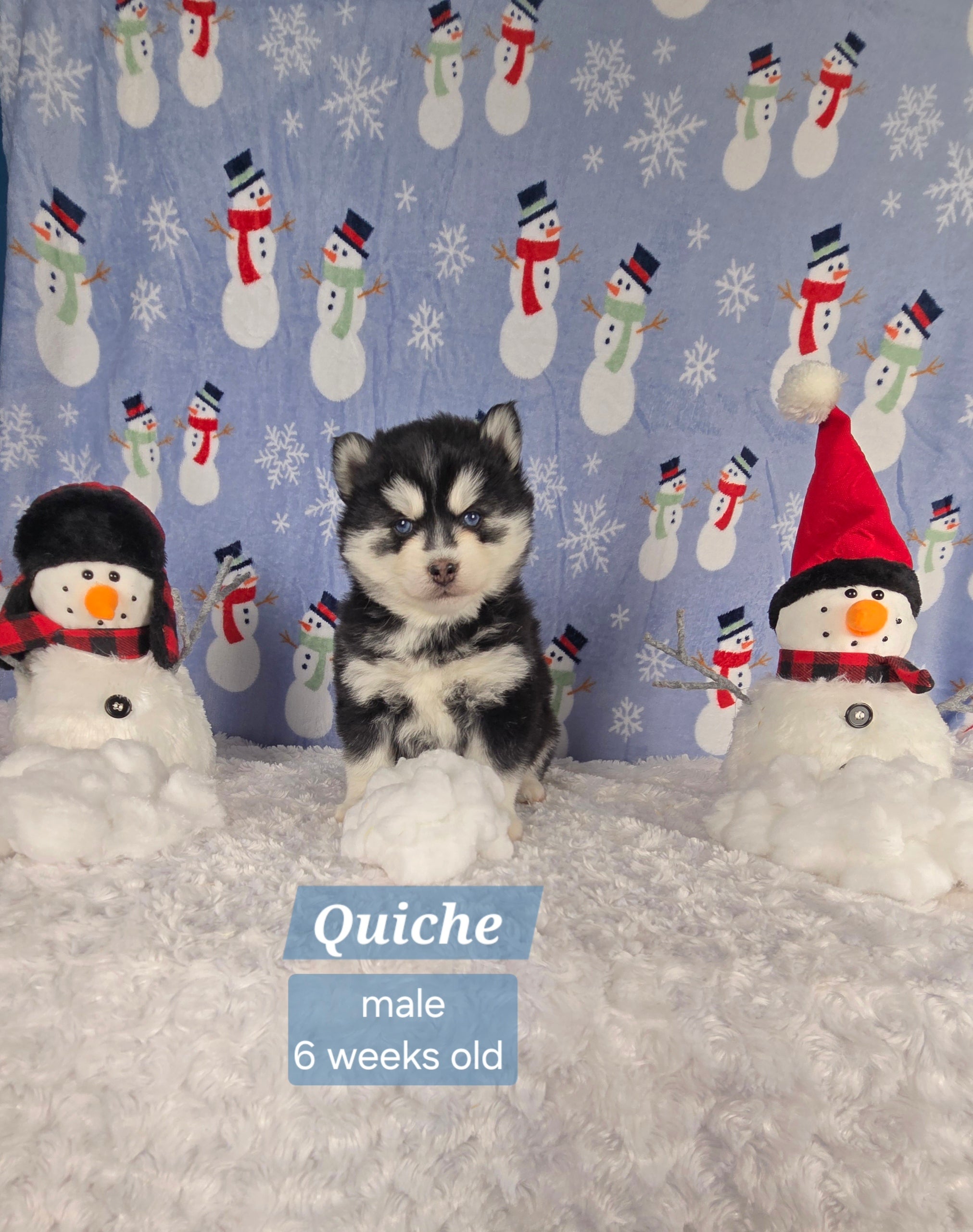 Quiche (MALE)