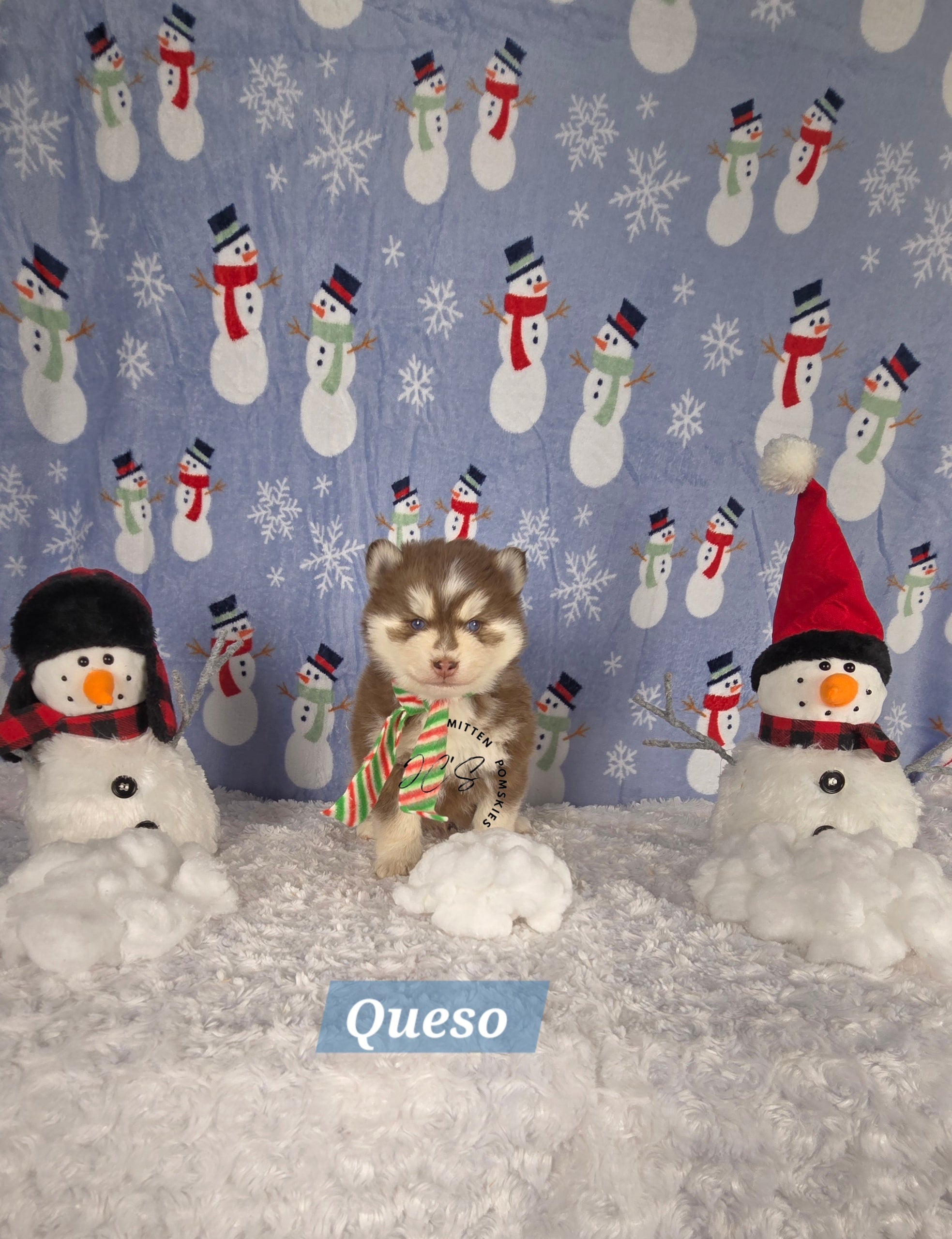 Queso (MALE)