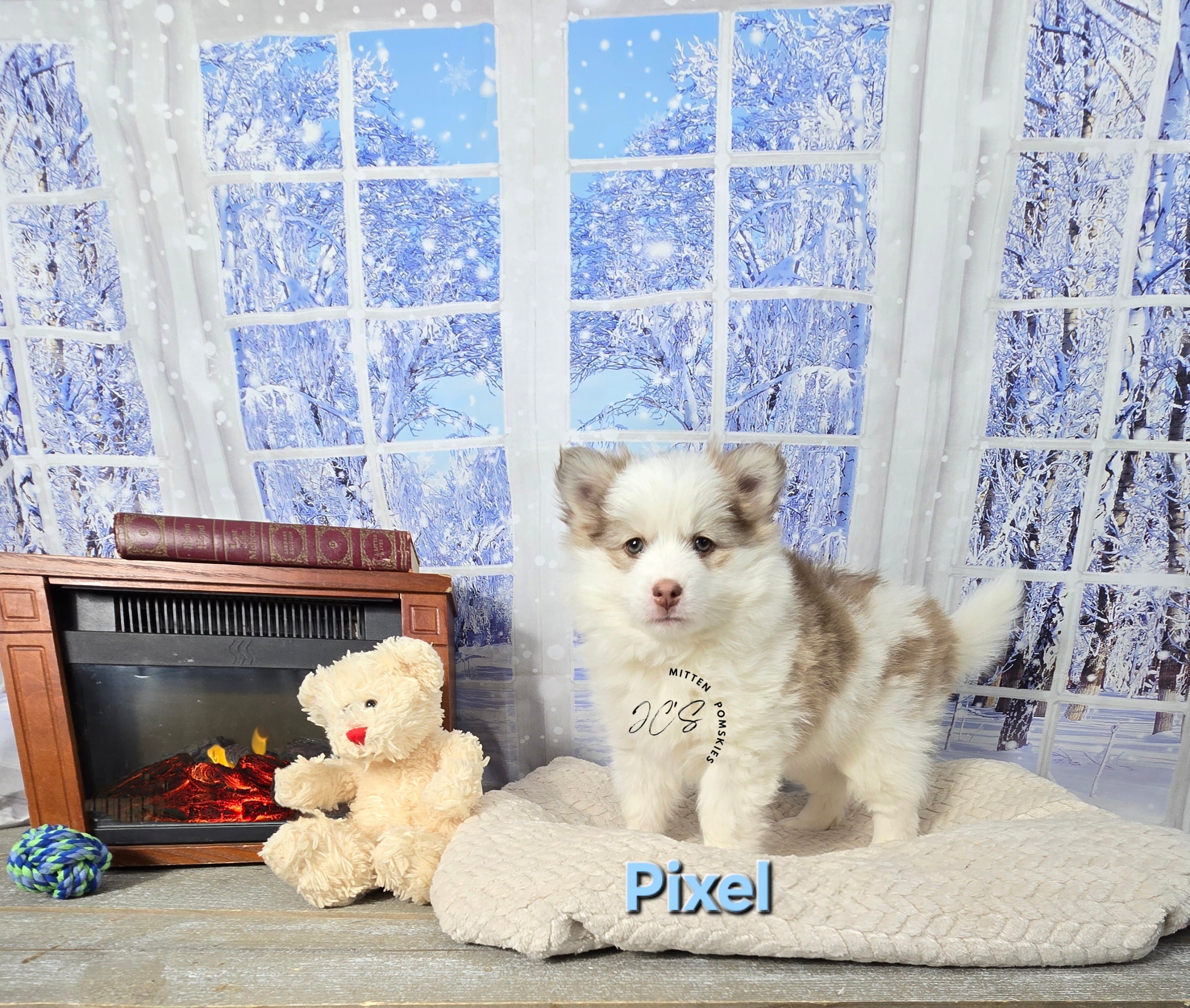 Pixel (MALE) Mini/micro