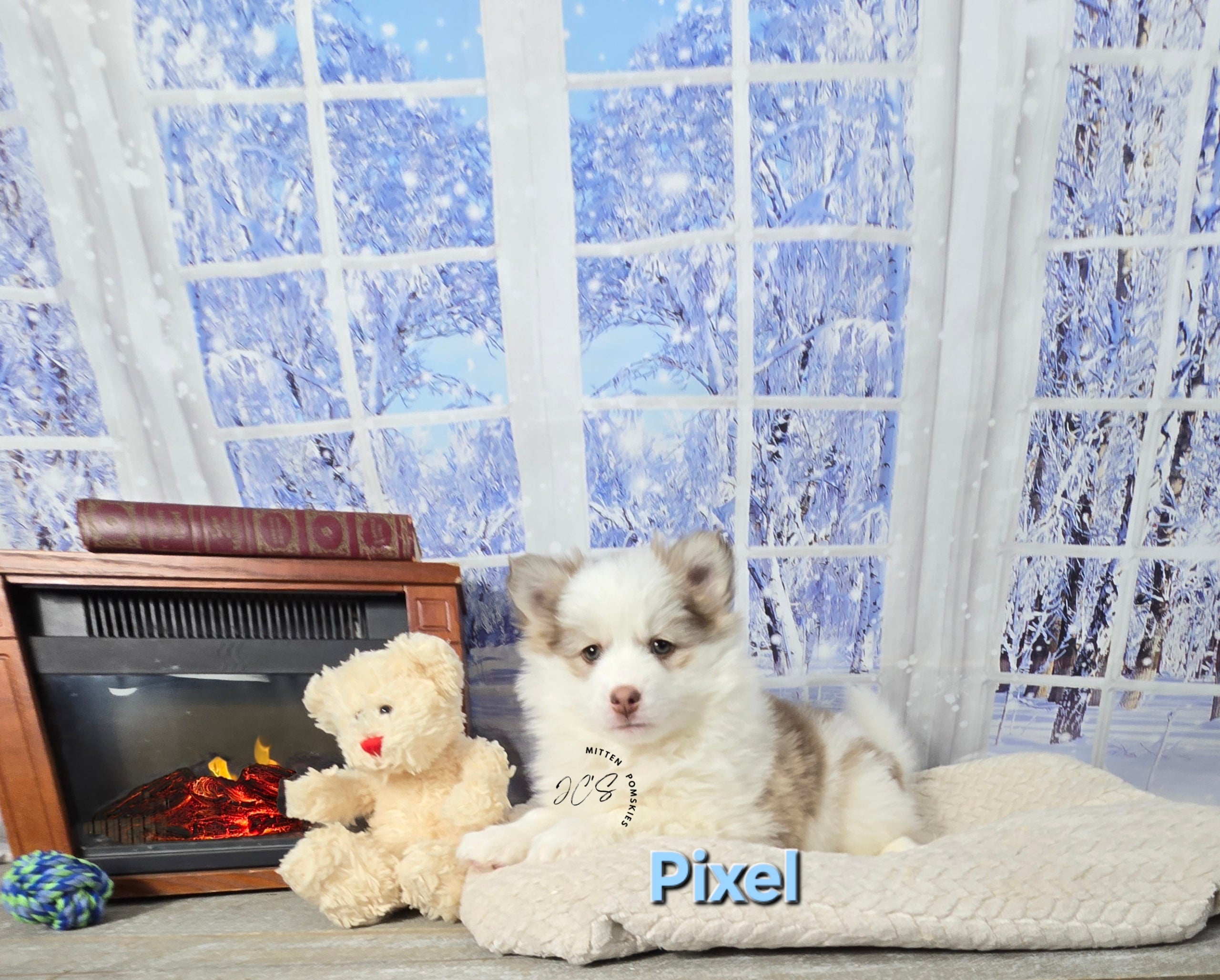 Pixel (MALE) Mini/micro