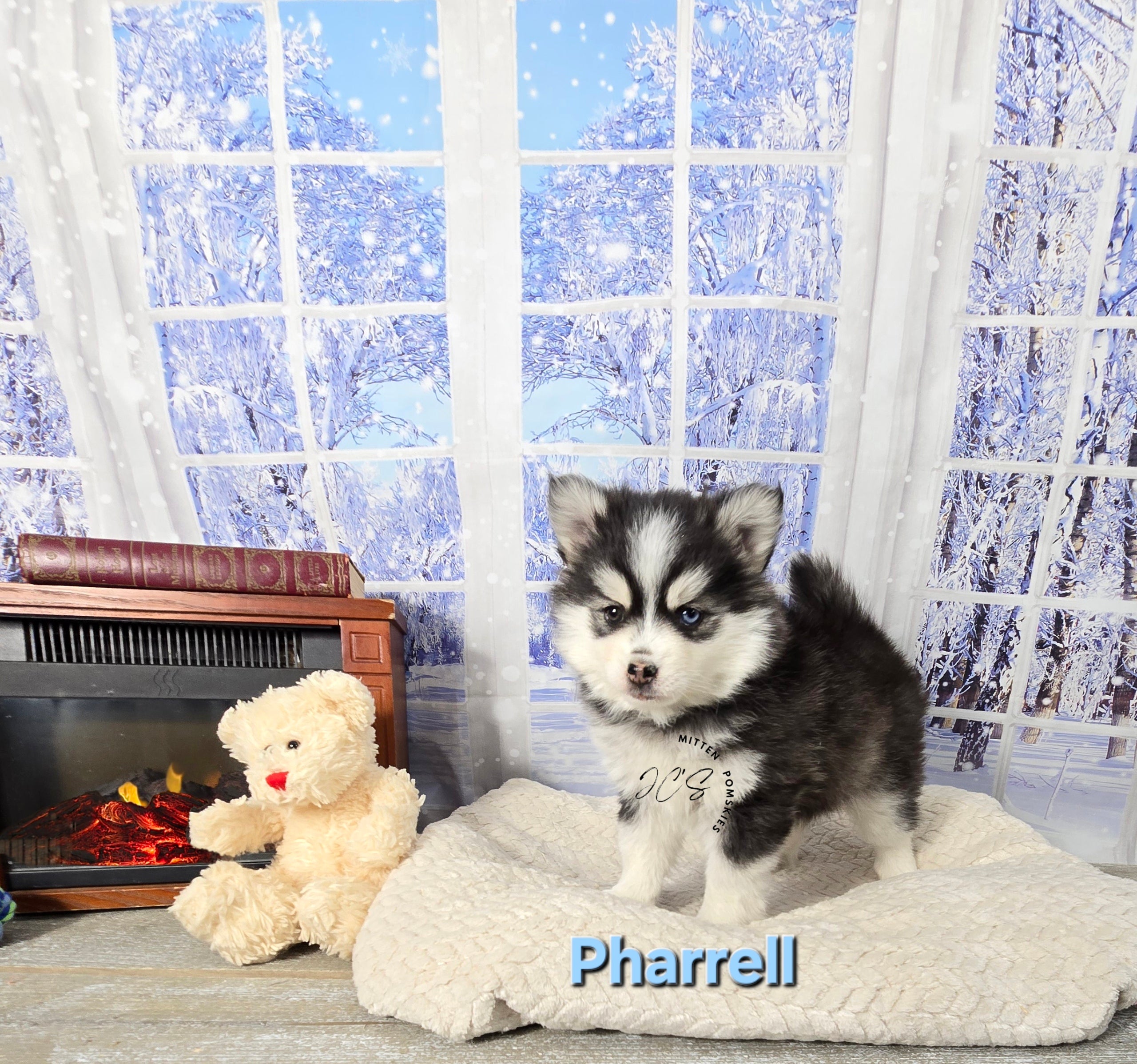 Pharrell (MALE) Mini/micro