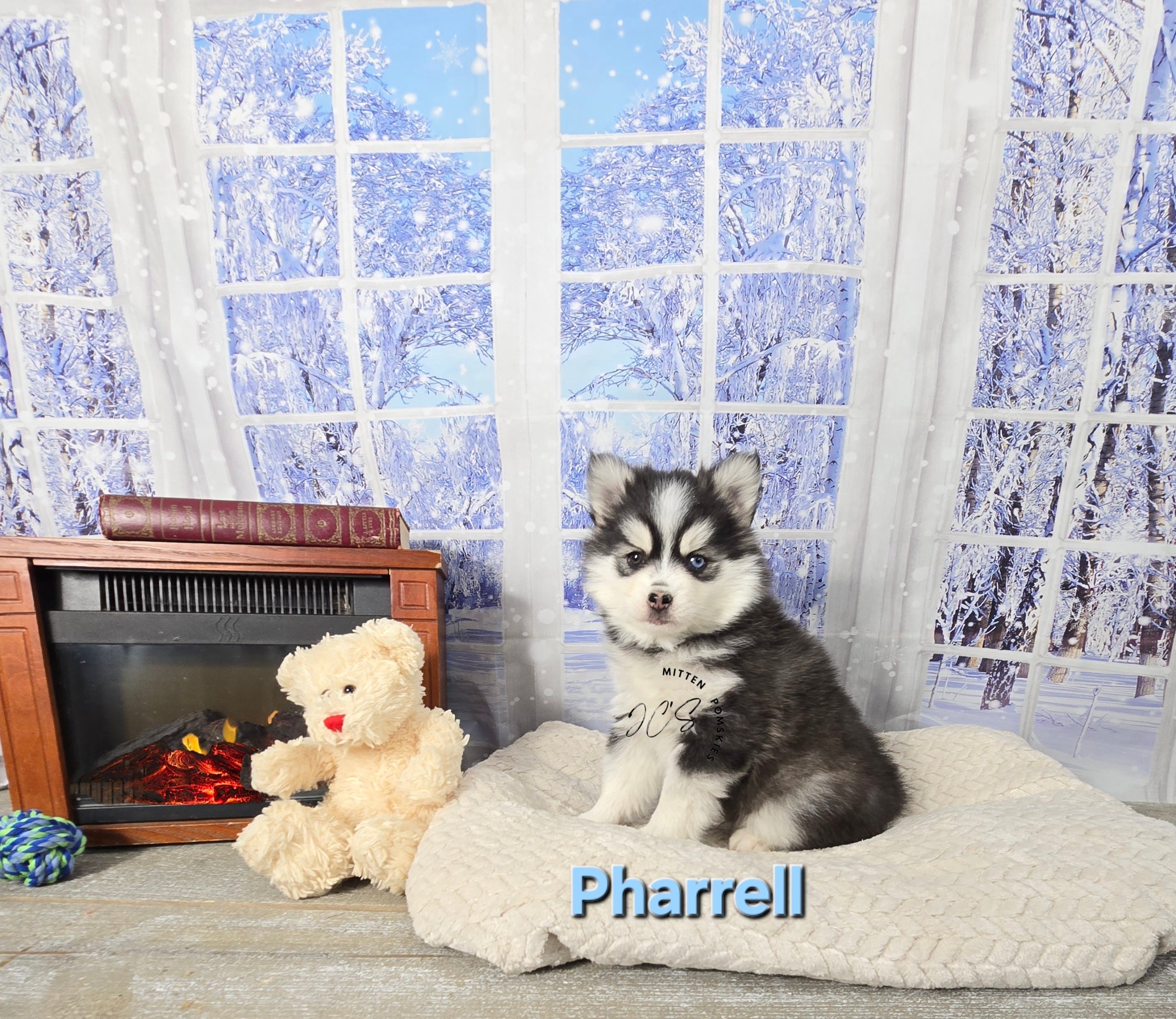 Pharrell (MALE) Mini/micro