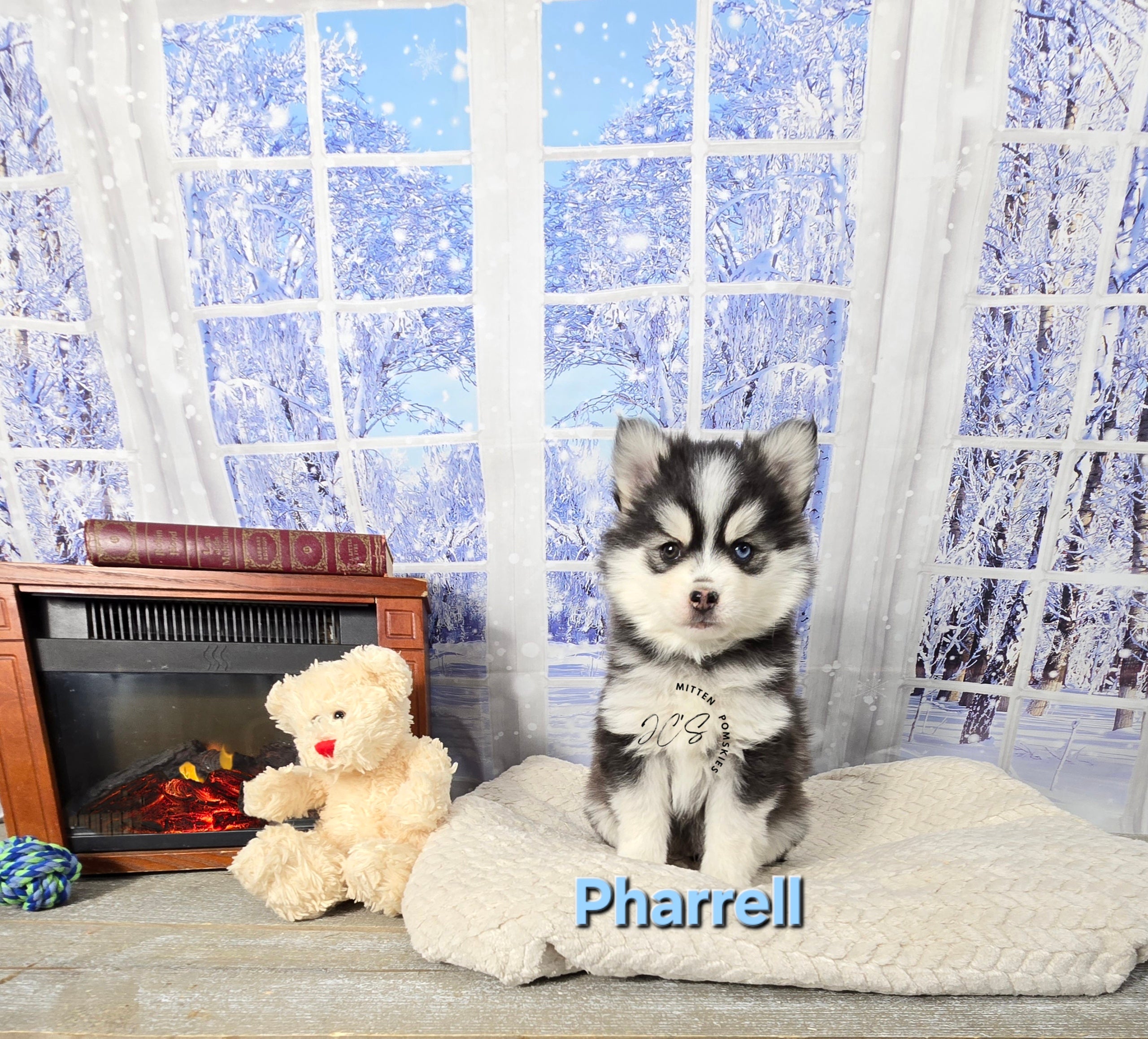 Pharrell (MALE) Mini/micro