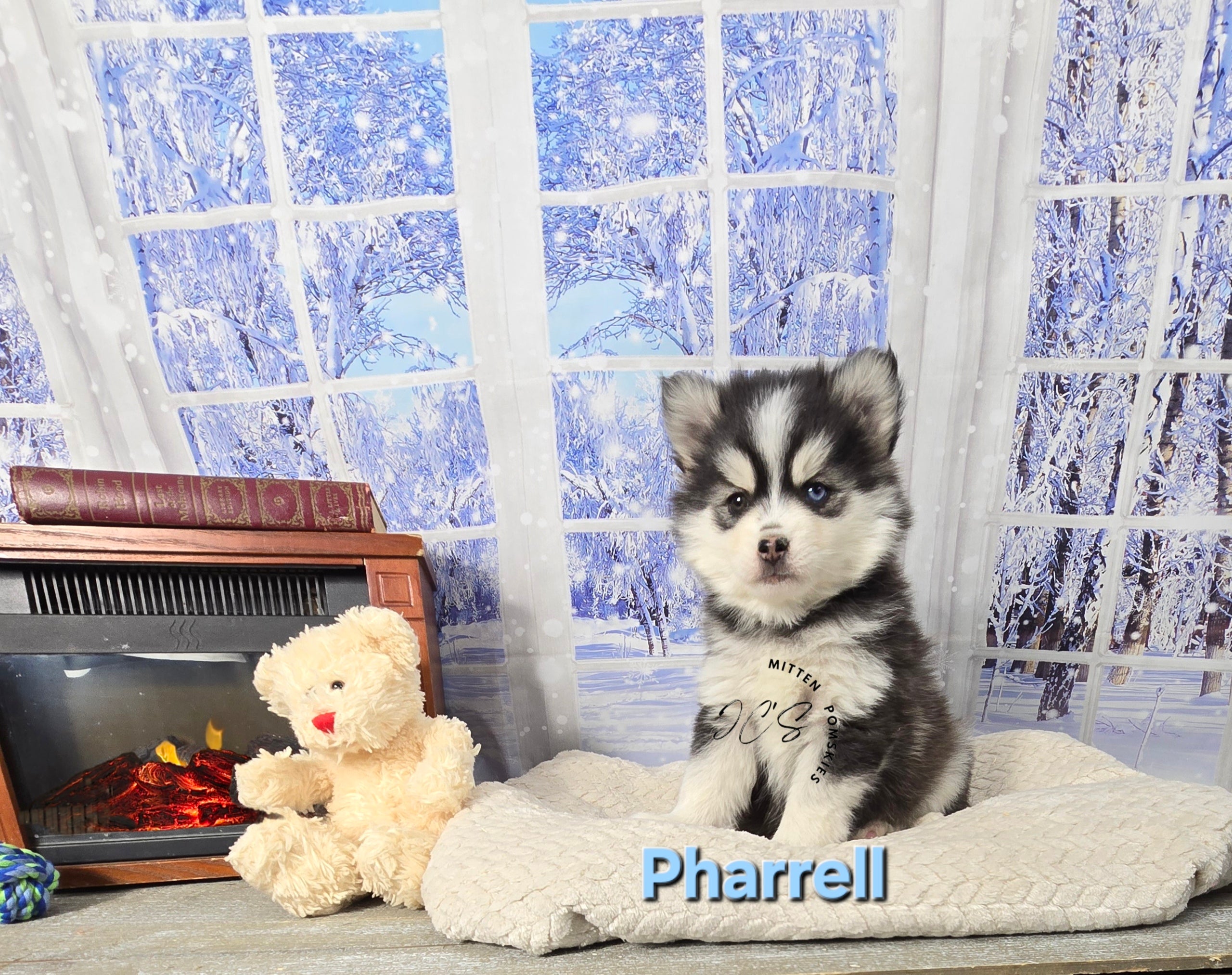 Pharrell (MALE) Mini/micro