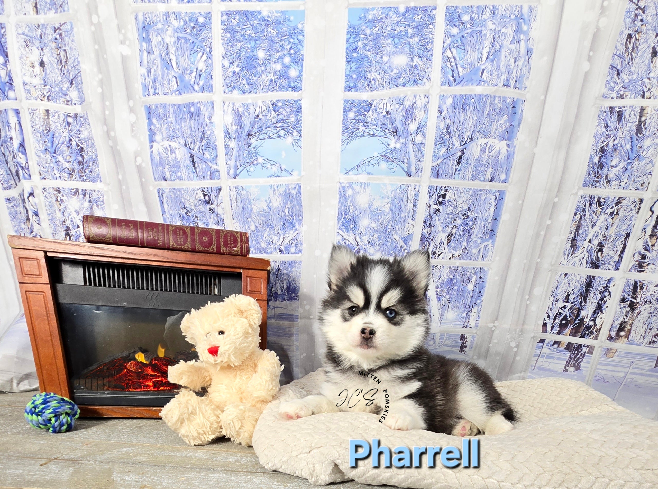 Pharrell (MALE) Mini/micro