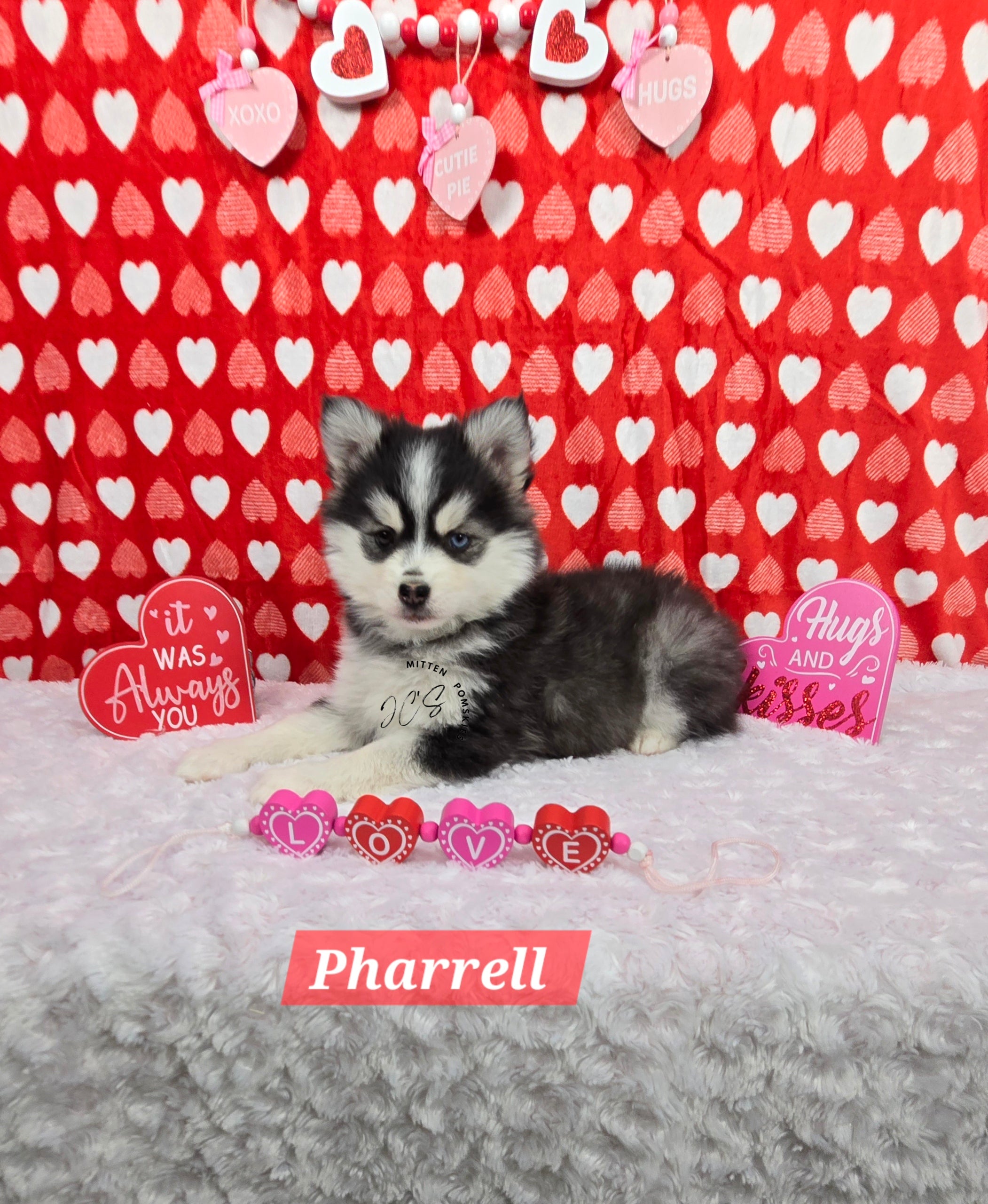 Pharrell (MALE) Mini/micro