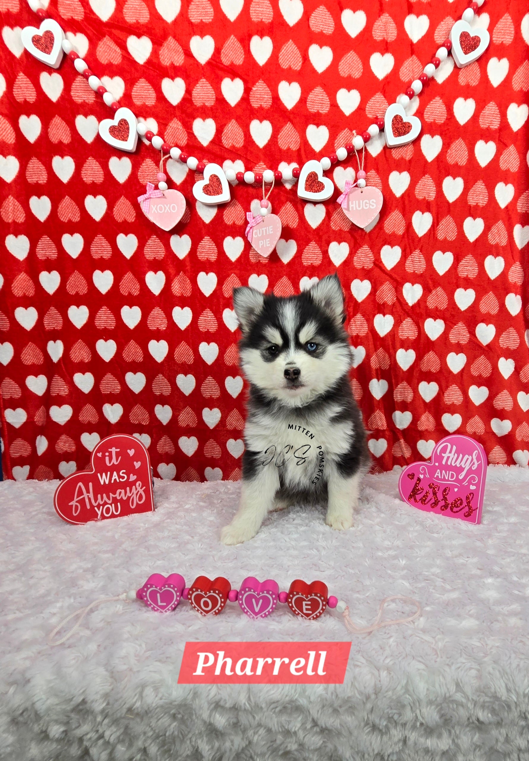 Pharrell (MALE) Mini/micro