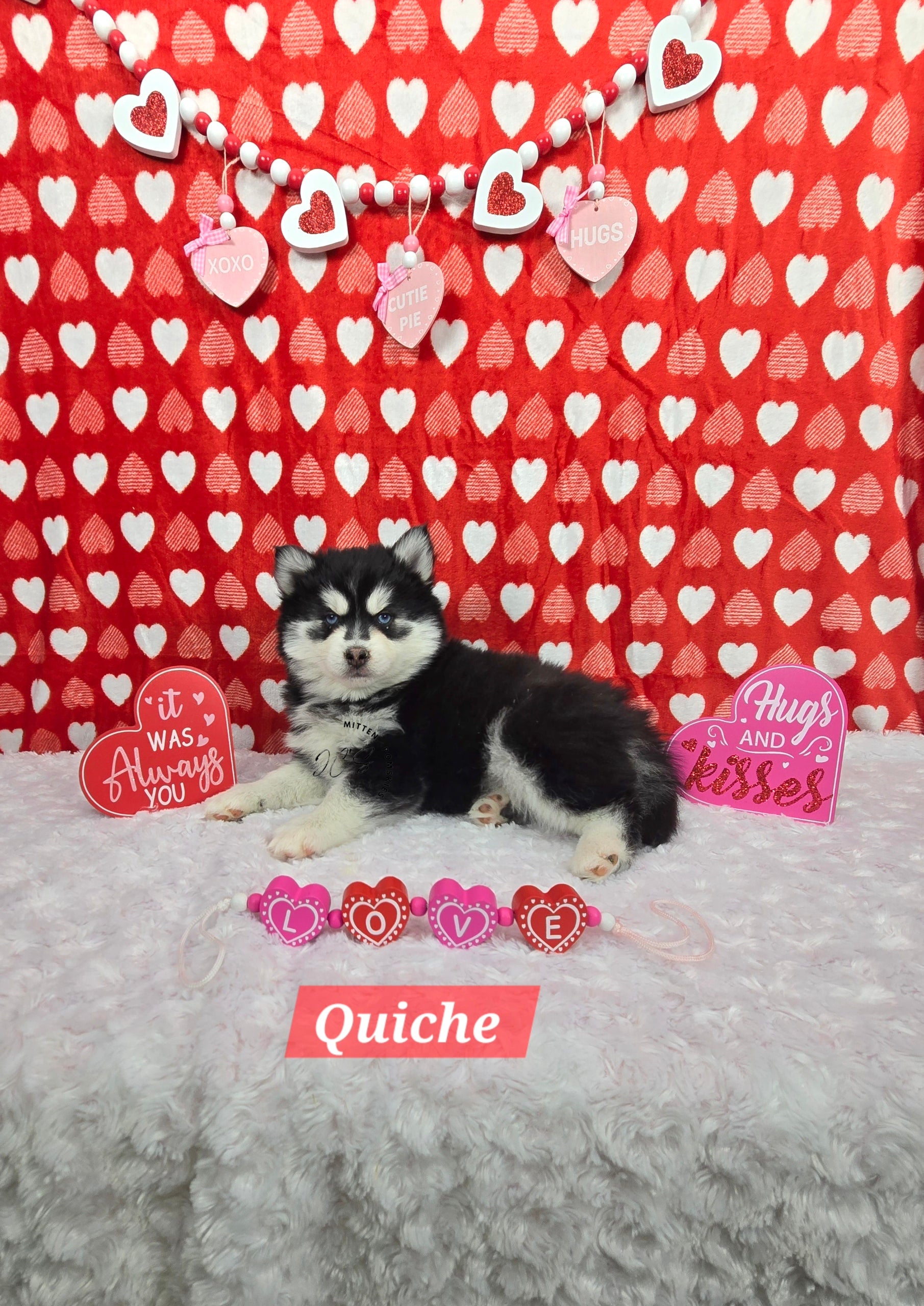 Quiche (MALE)