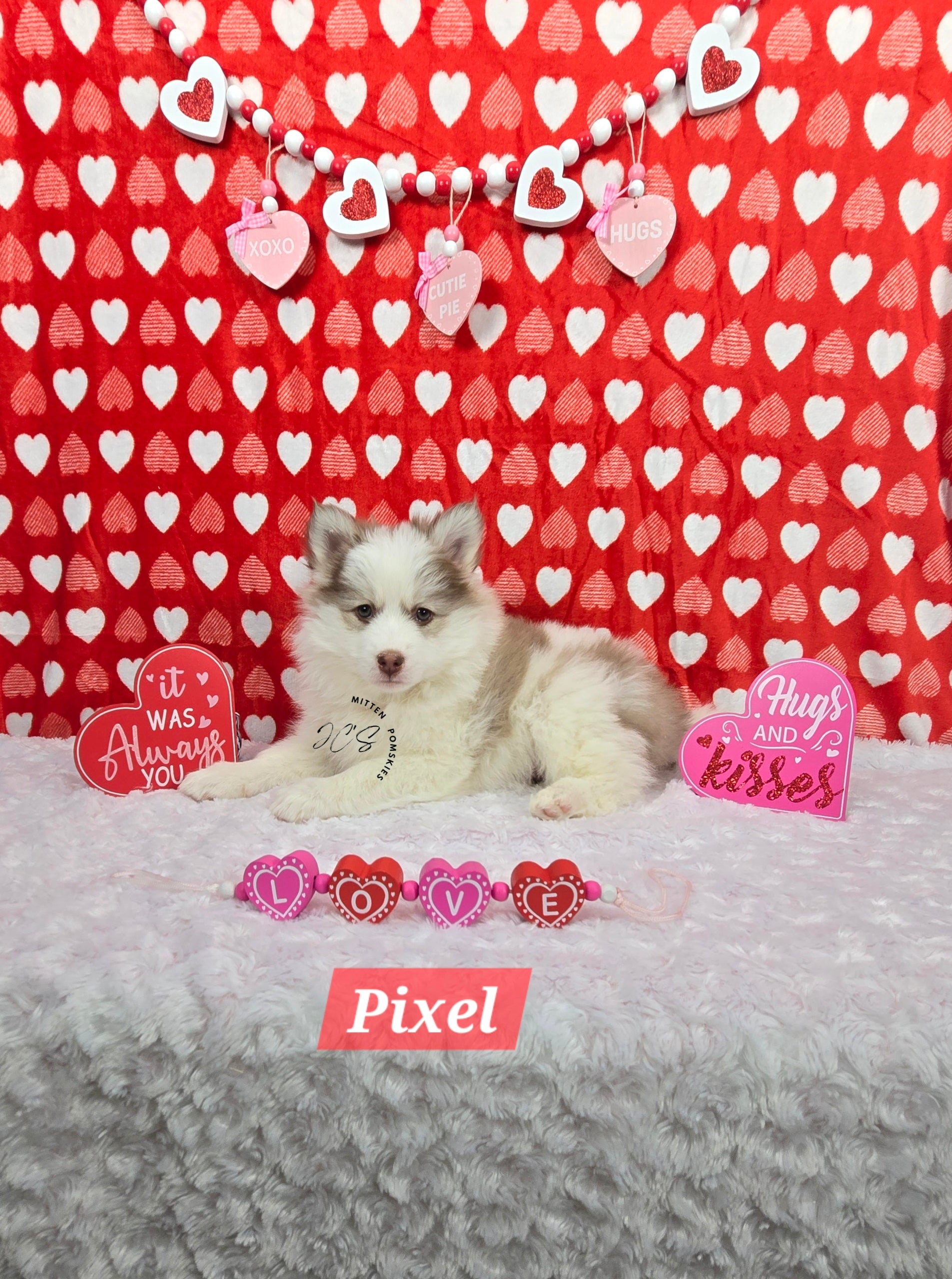 Pixel (MALE) Mini/micro