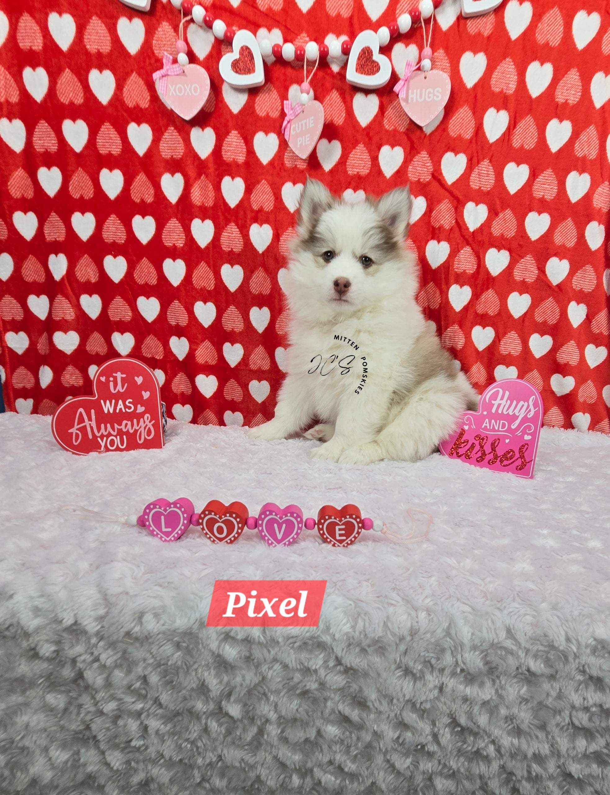 Pixel (MALE) Mini/micro