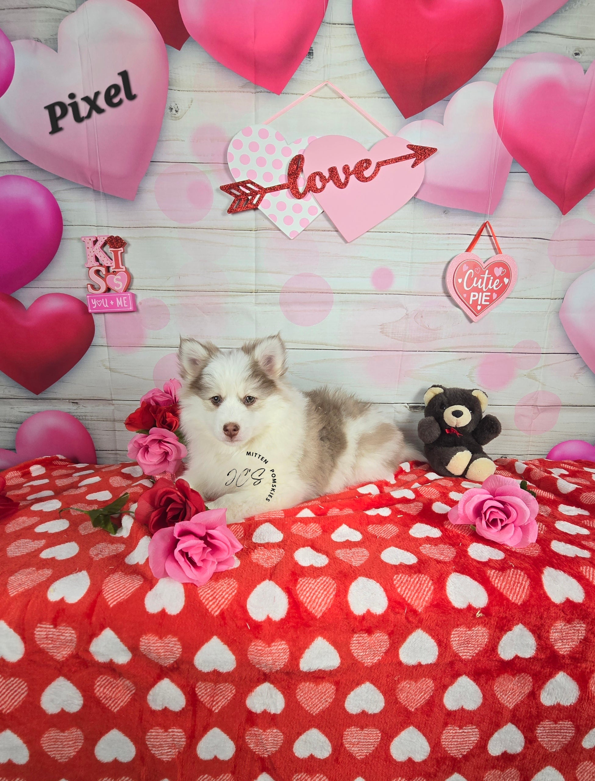 Pixel (MALE) Mini/micro