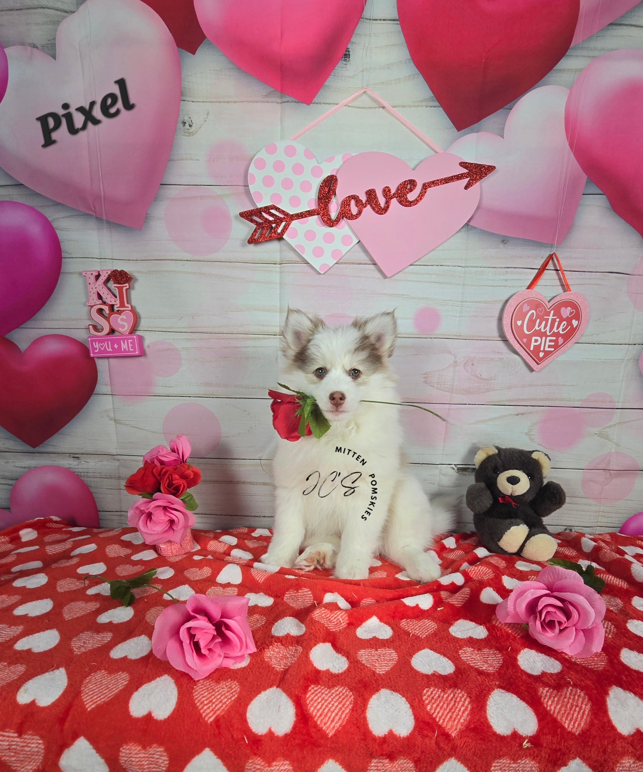 Pixel (MALE) Mini/micro