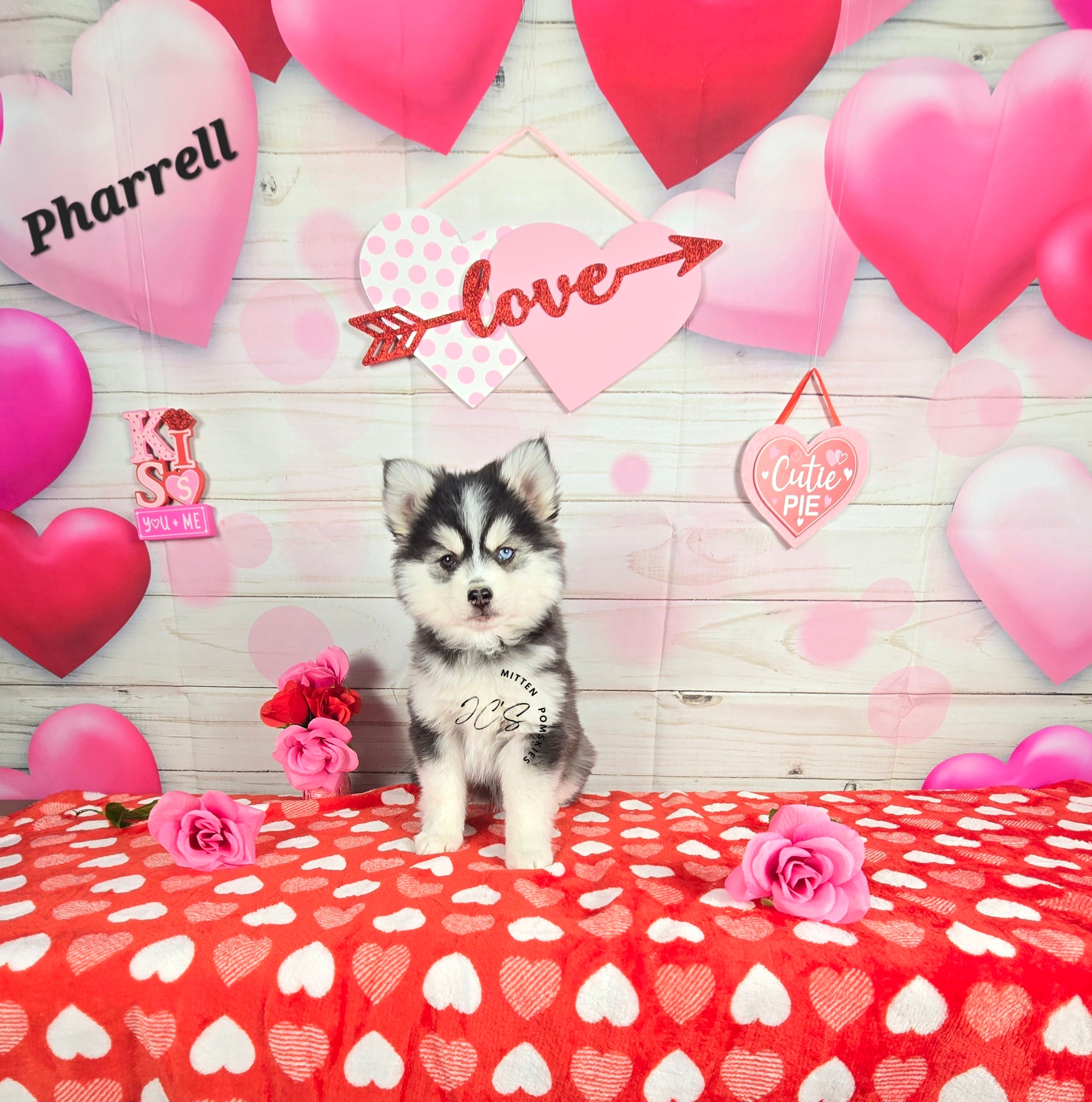 Pharrell (MALE) Mini/micro