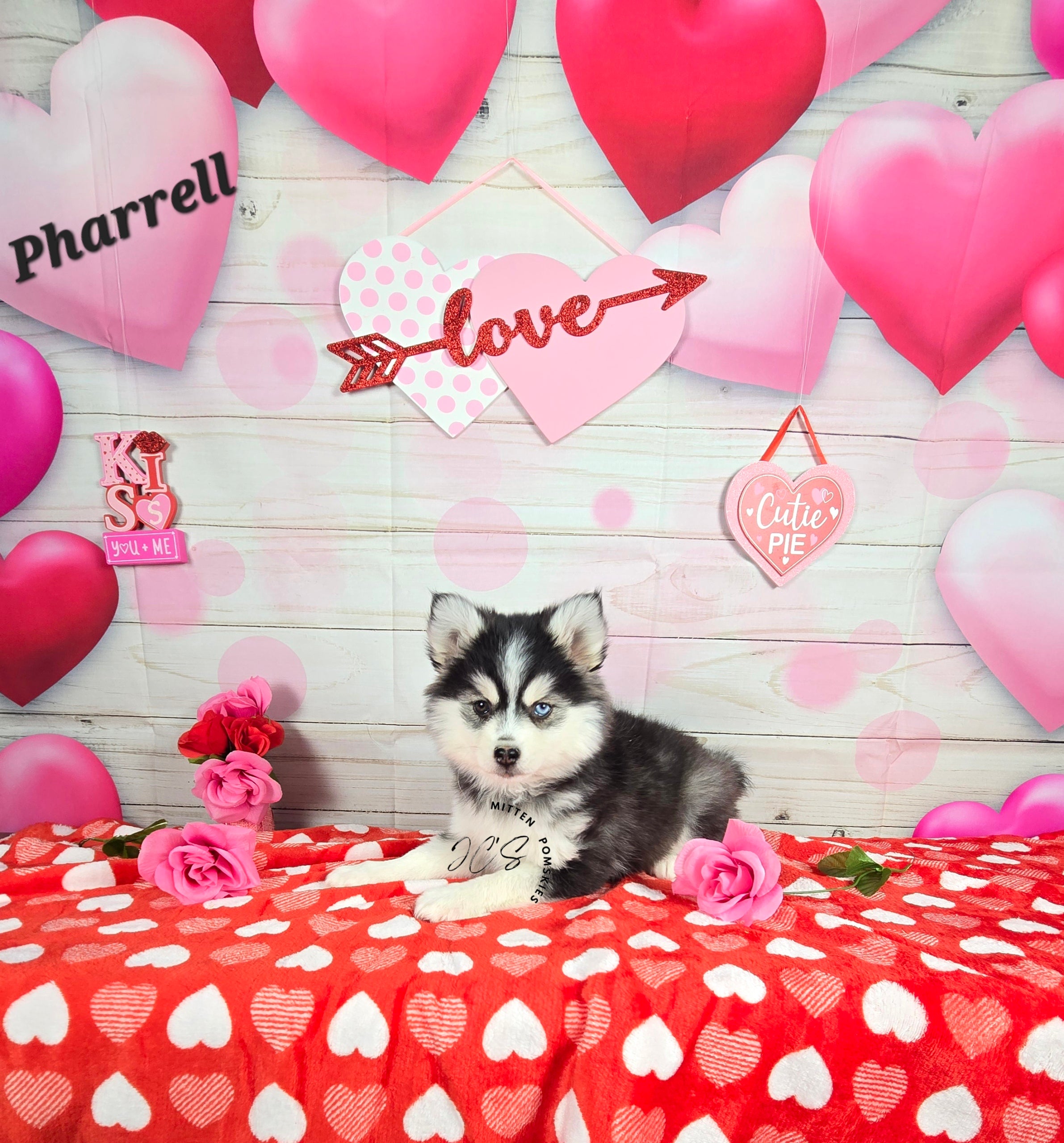 Pharrell (MALE) Mini/micro