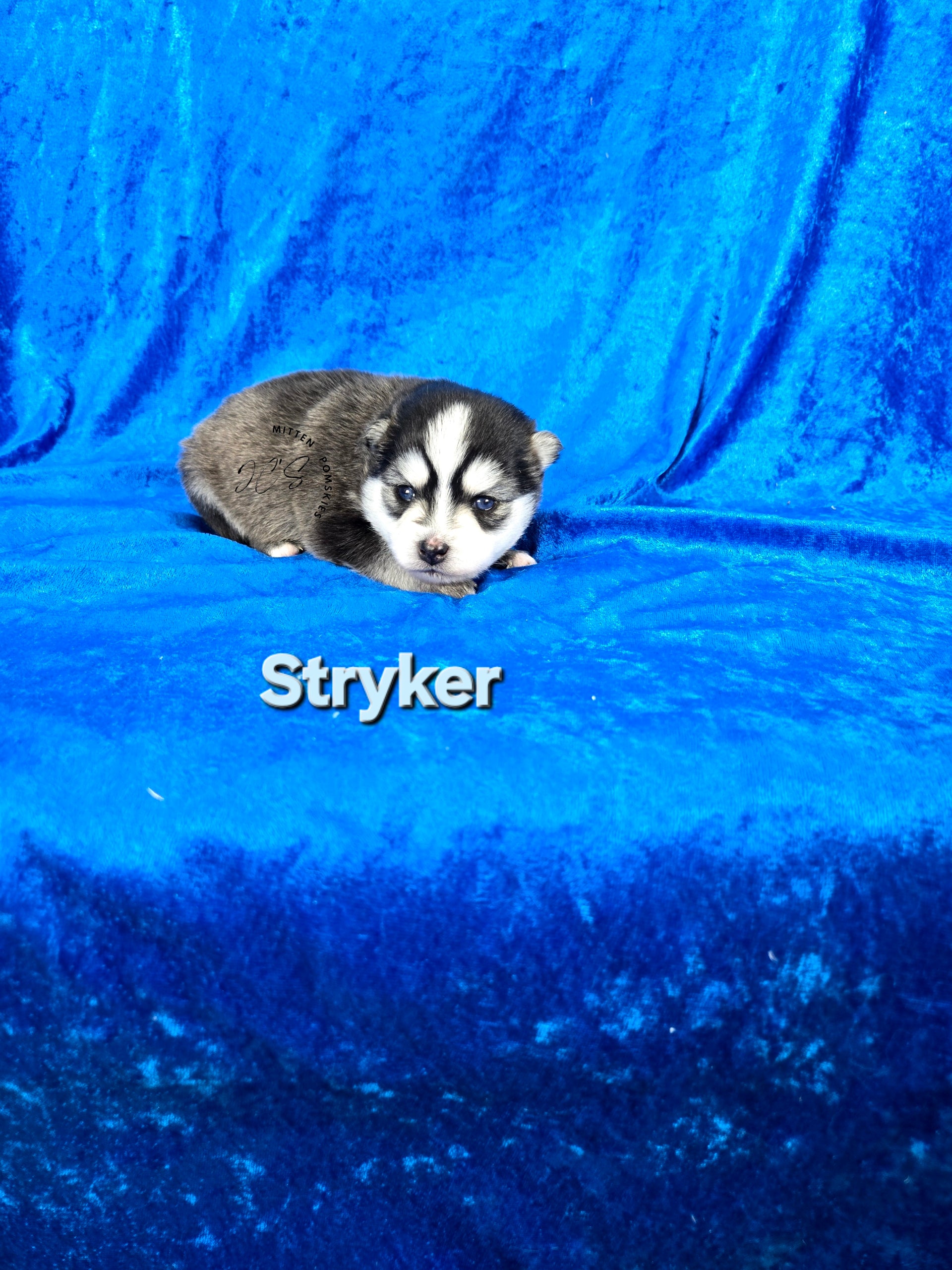 Styker (MALE) Micro