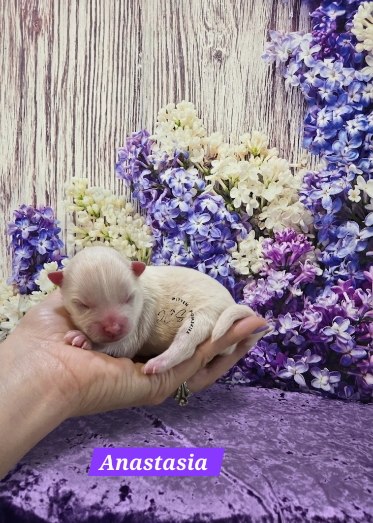 Anastasia (FEMALE) Micro/Mini