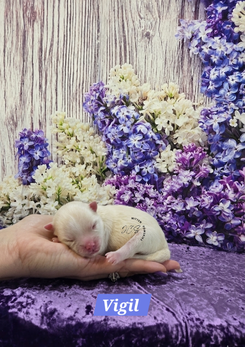 Virgil (MALE) Micro/Mini