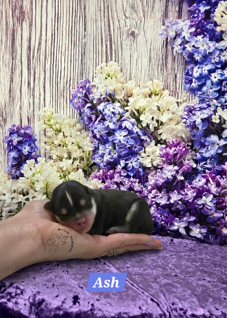 Ash (MALE) Micro/Mini