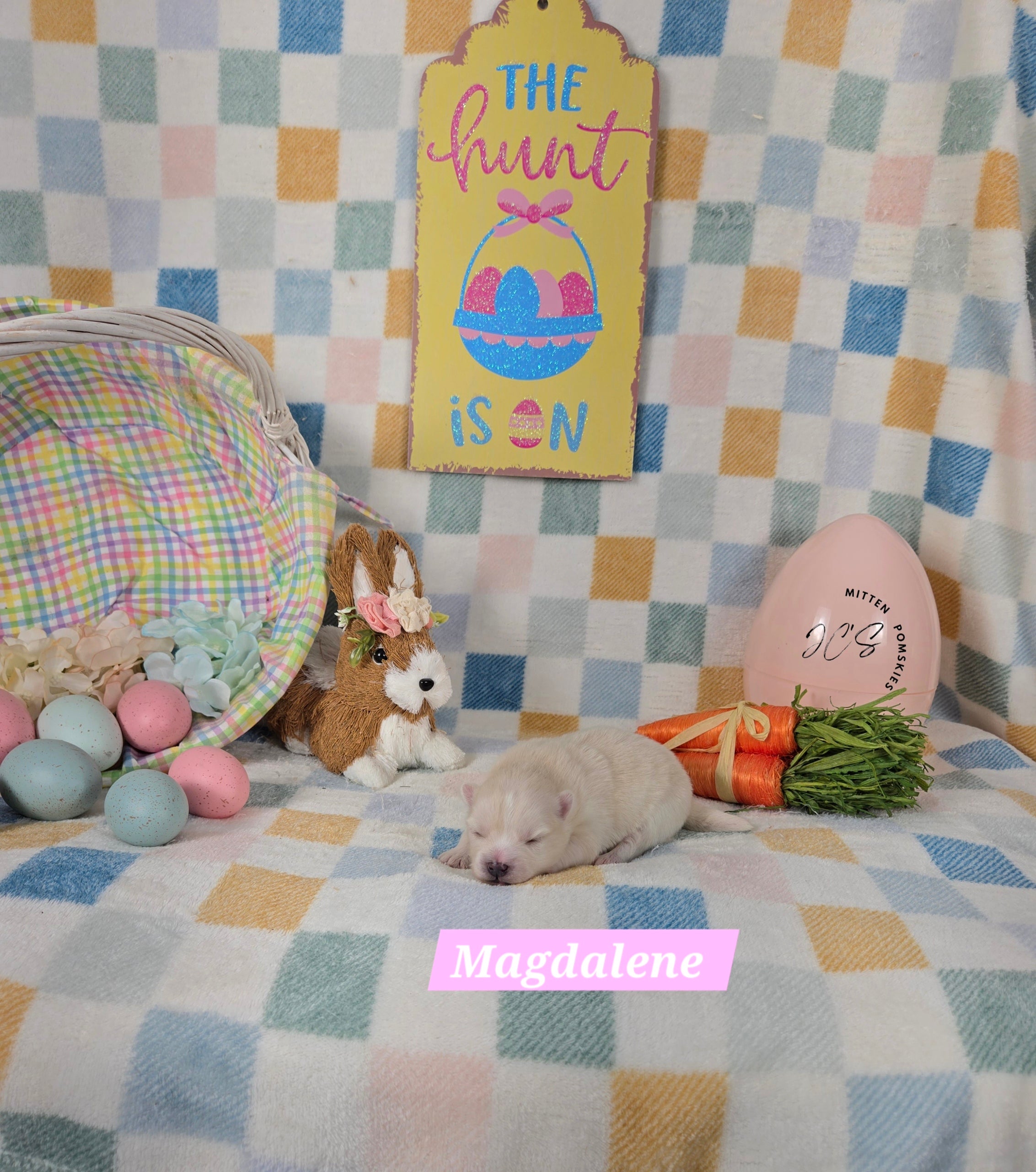 Anastasia (FEMALE) Micro/Mini