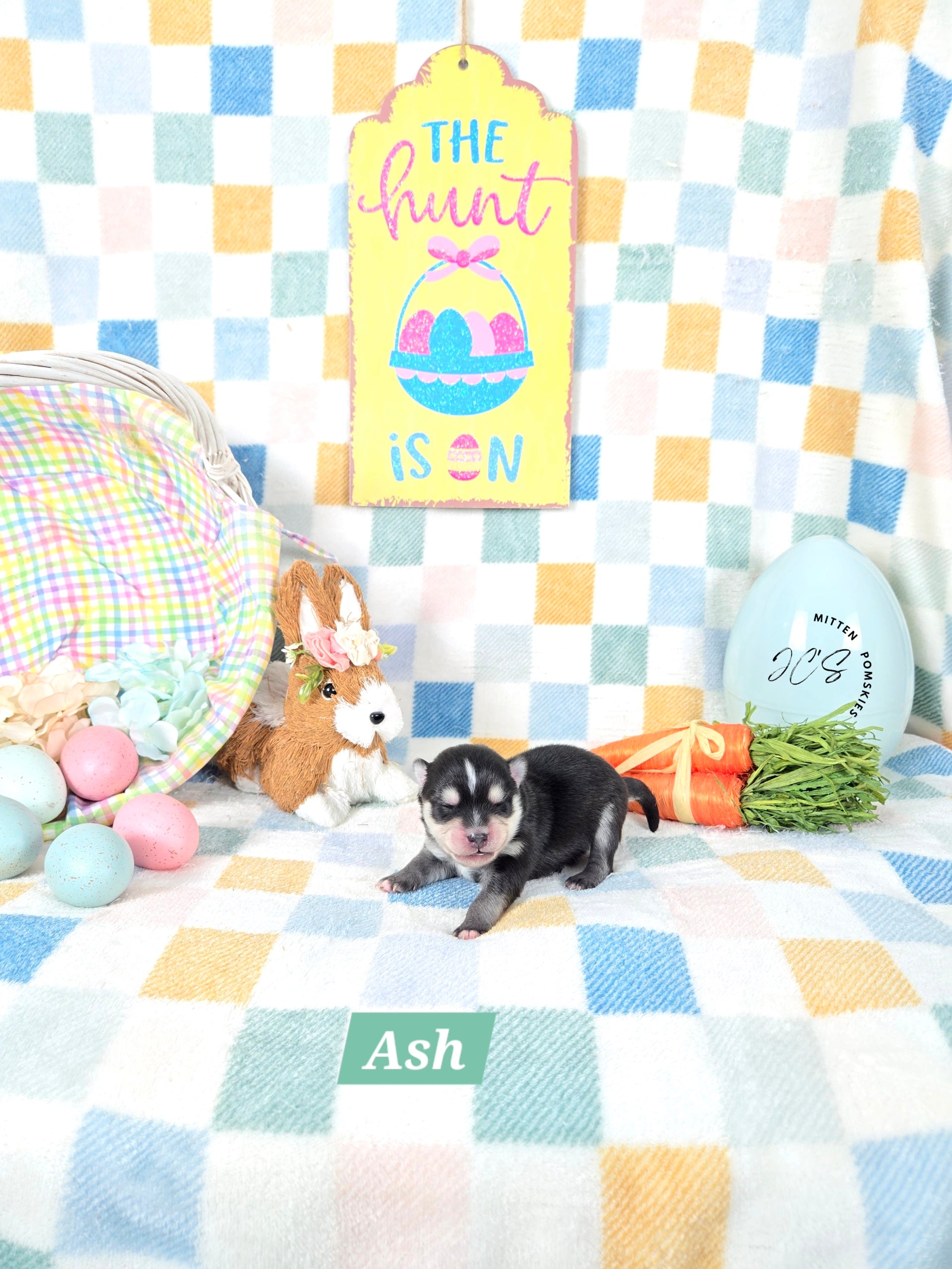 Ash (MALE) Micro/Mini