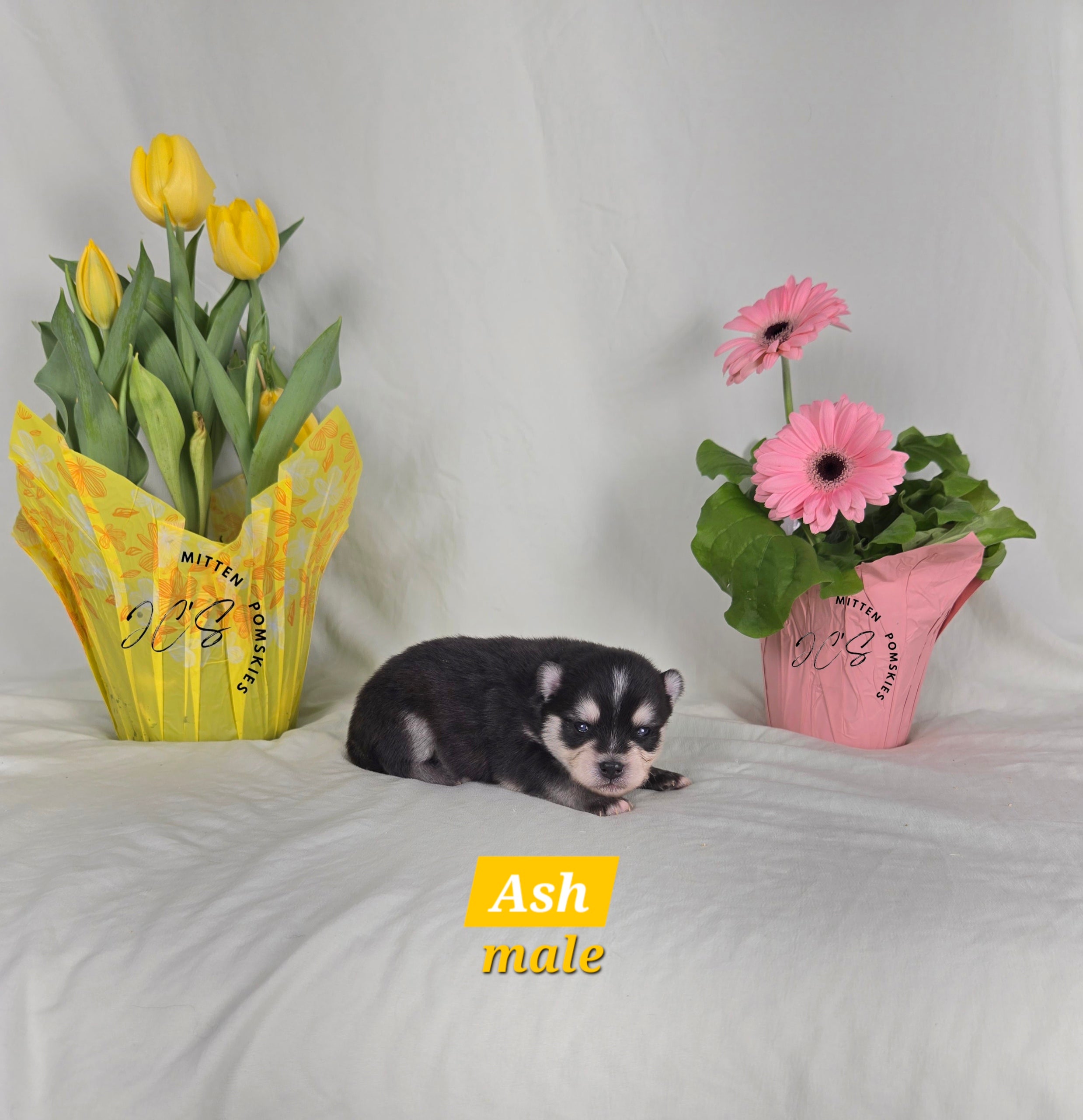 Ash (MALE) Micro