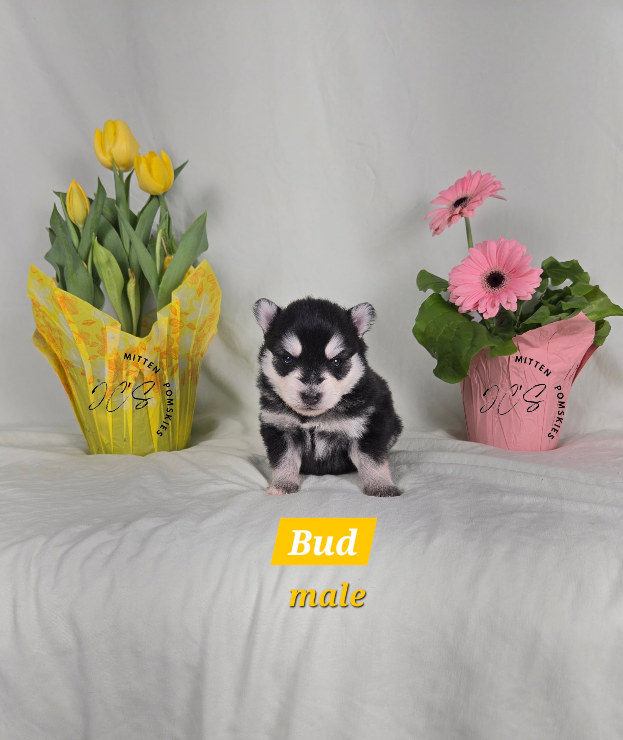 Bud (MALE)