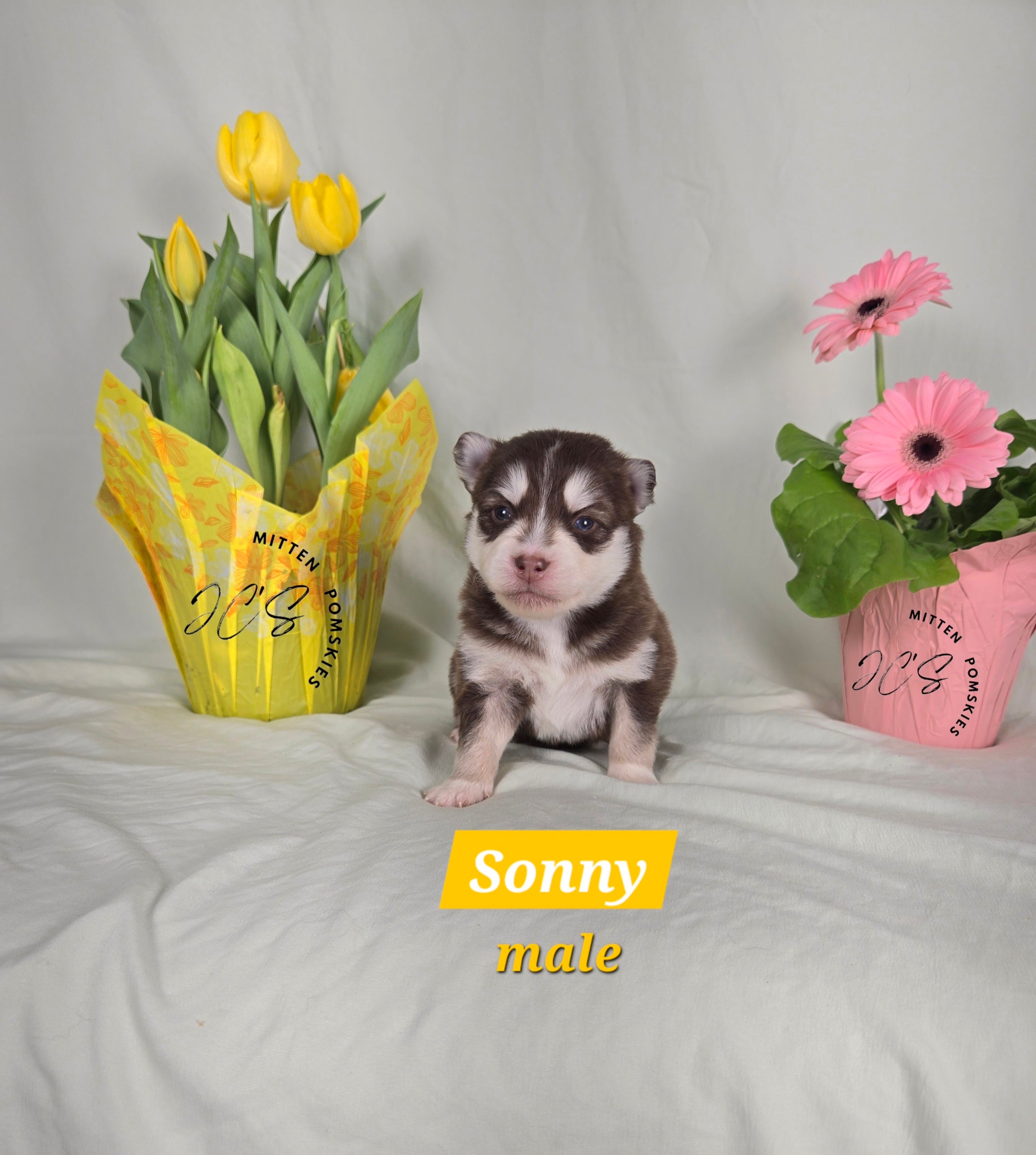 Sonny (MALE)