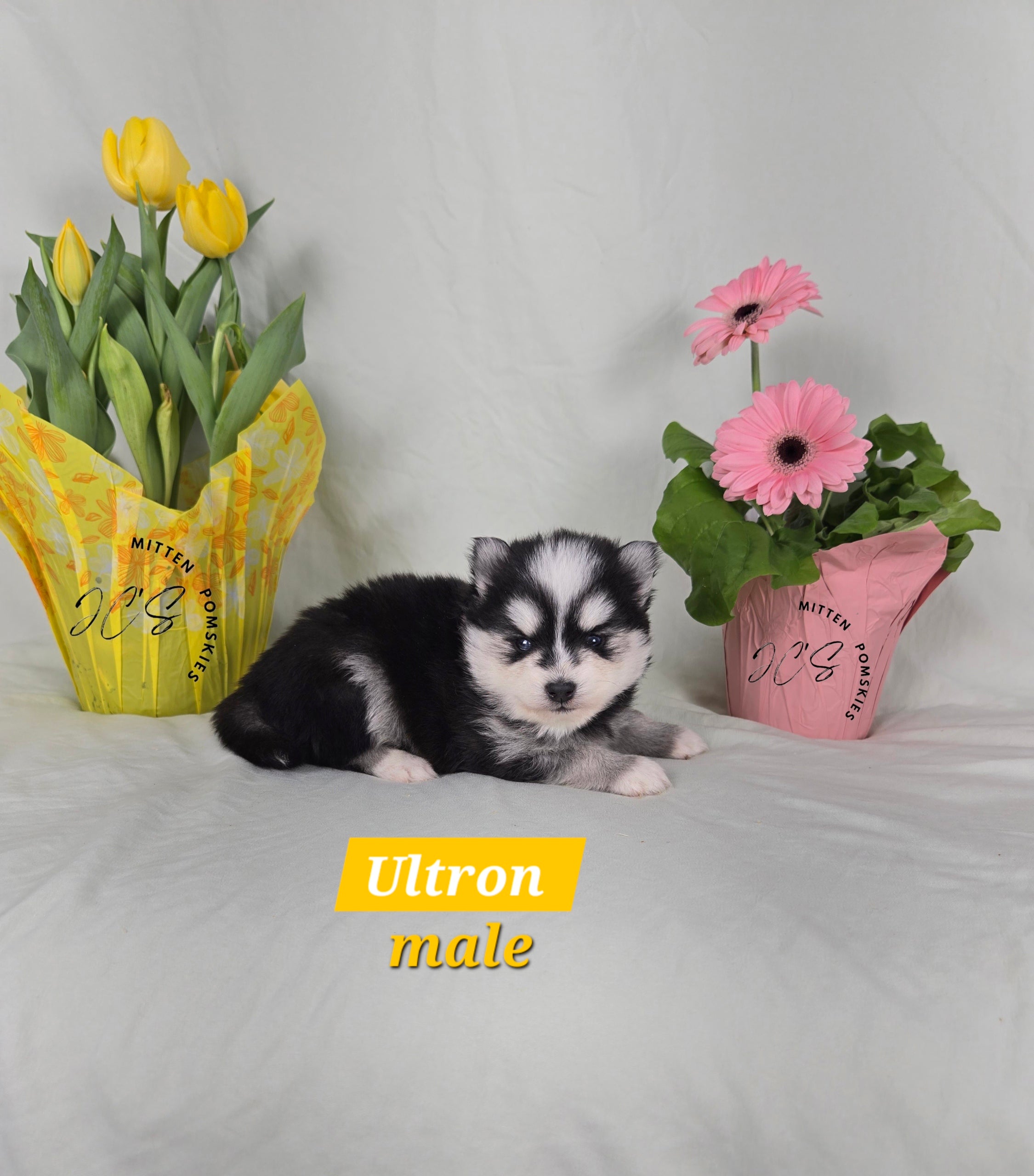 Ultron (MALE) Micro/Mini