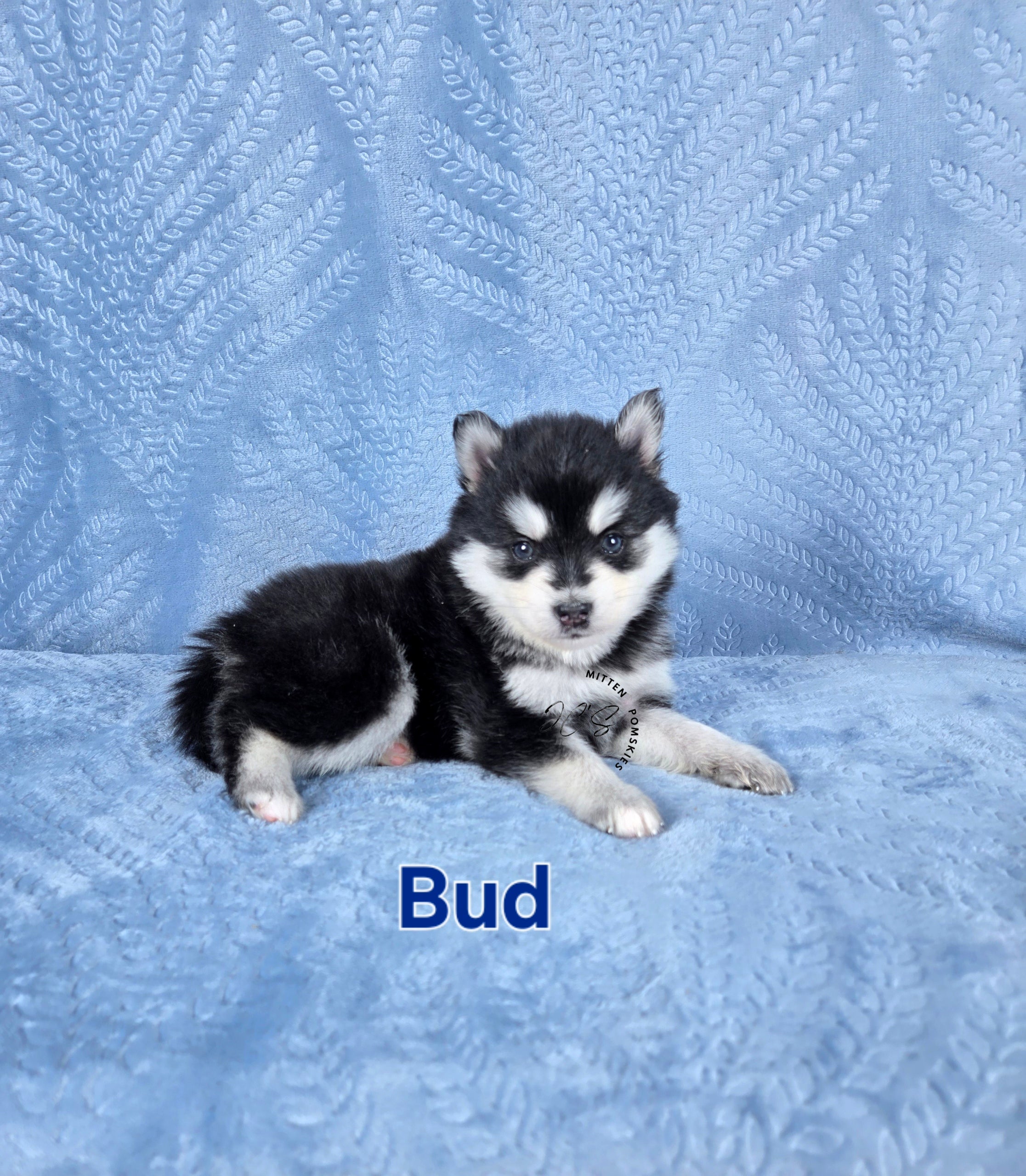 Bud (MALE)