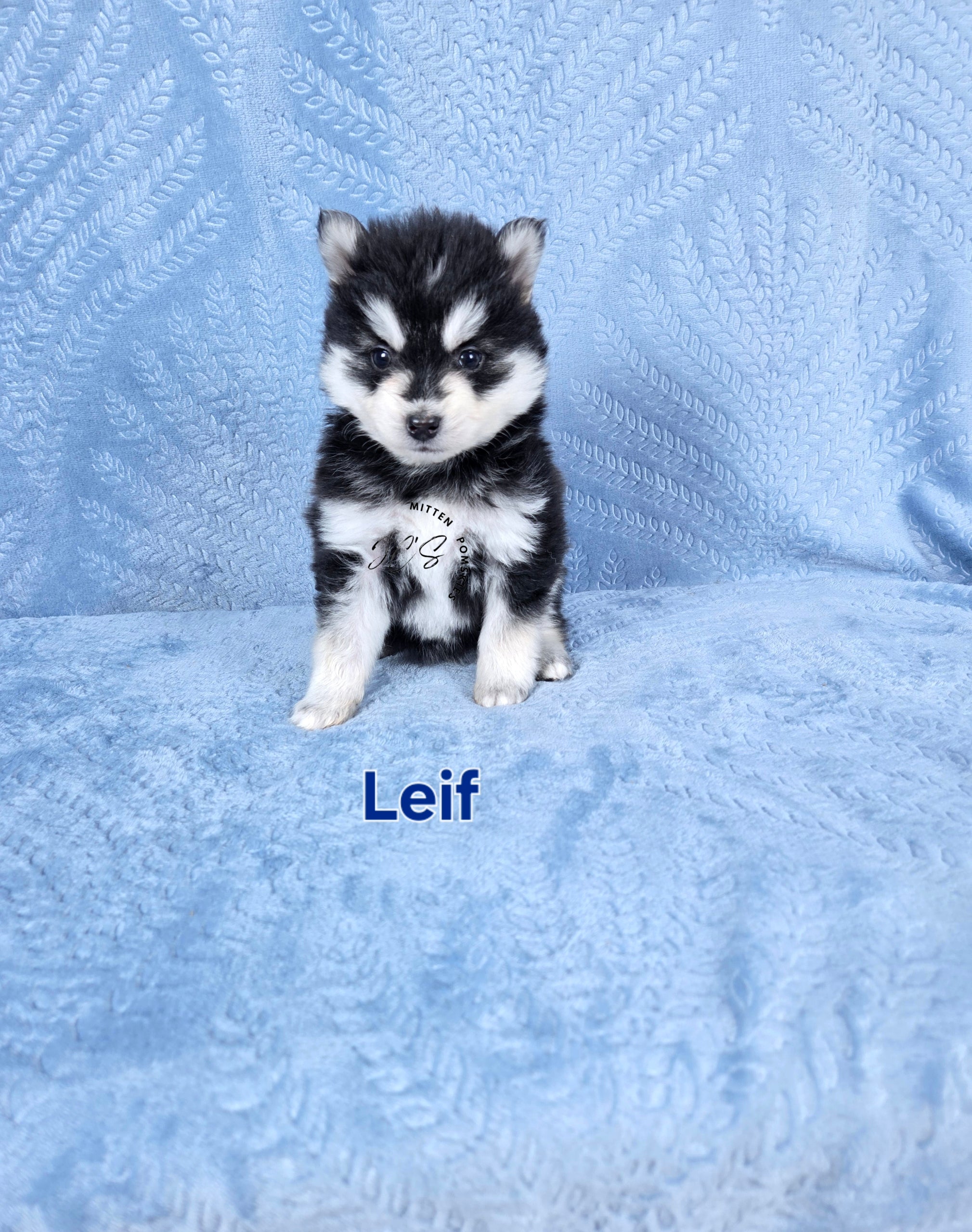 Leif (MALE)