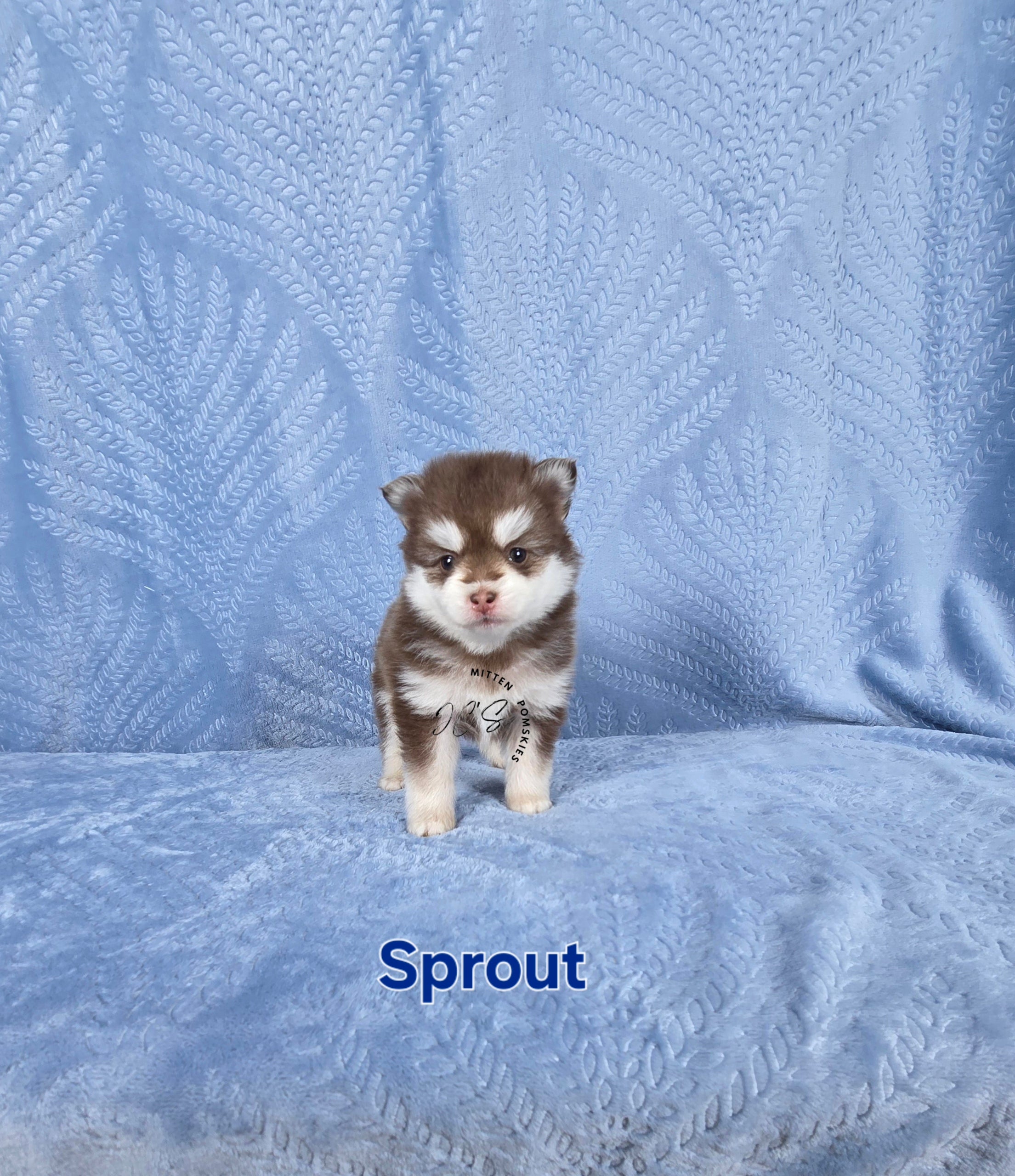 Sprout (MALE) Mini