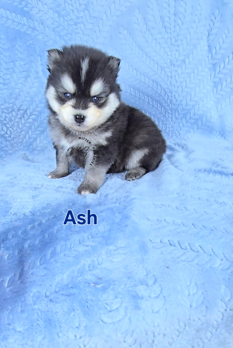 Ash (MALE) Micro/Mini
