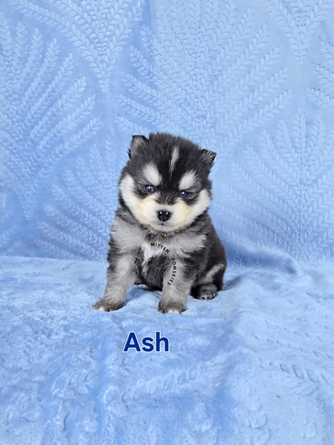 Ash (MALE) Micro/Mini