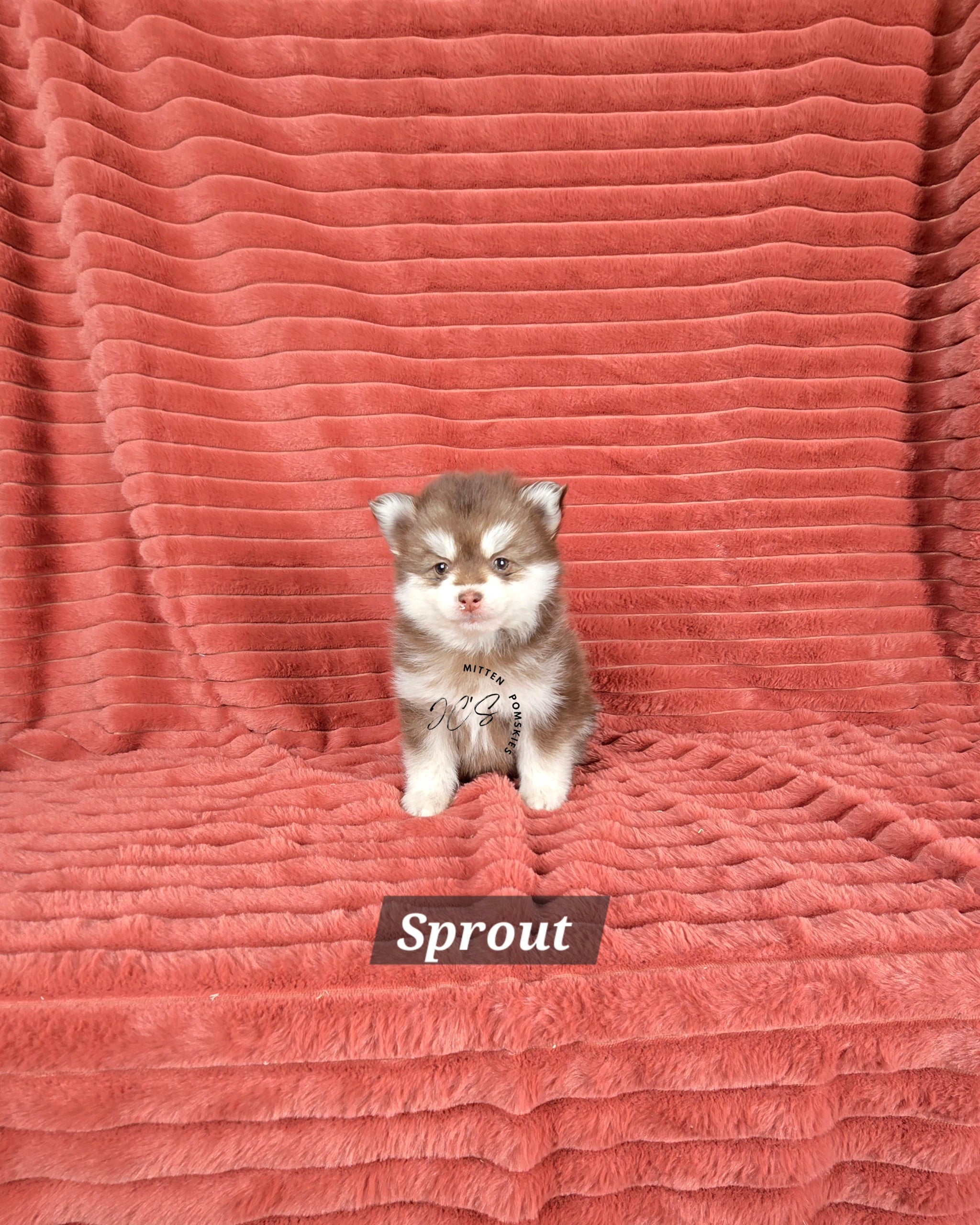 Sprout (MALE) Mini