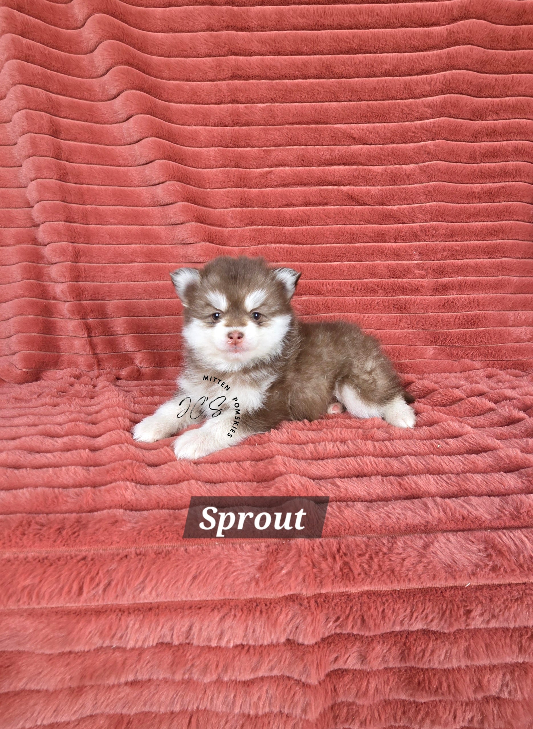 Sprout (MALE) Mini