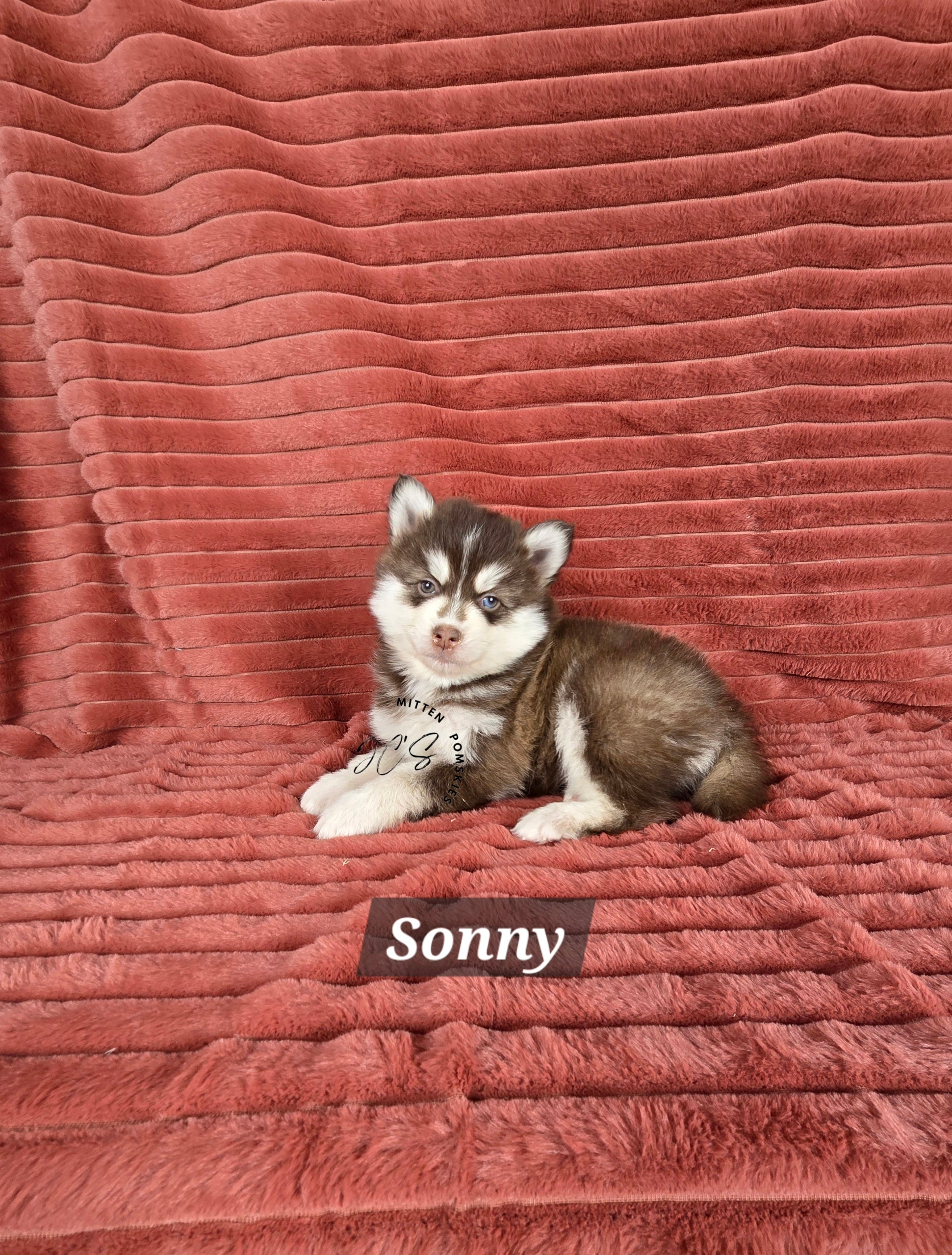 Sonny (MALE)