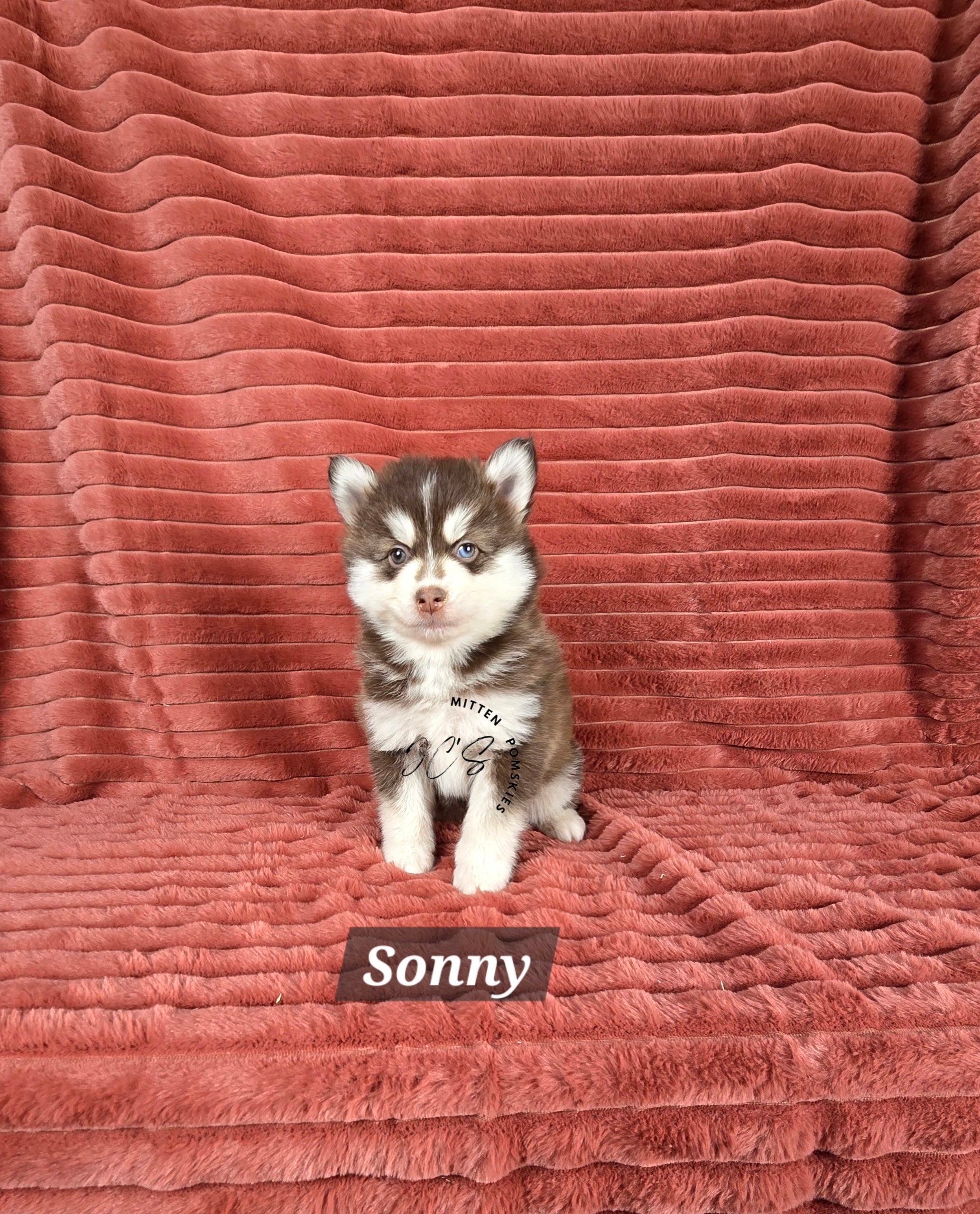 Sonny (MALE)