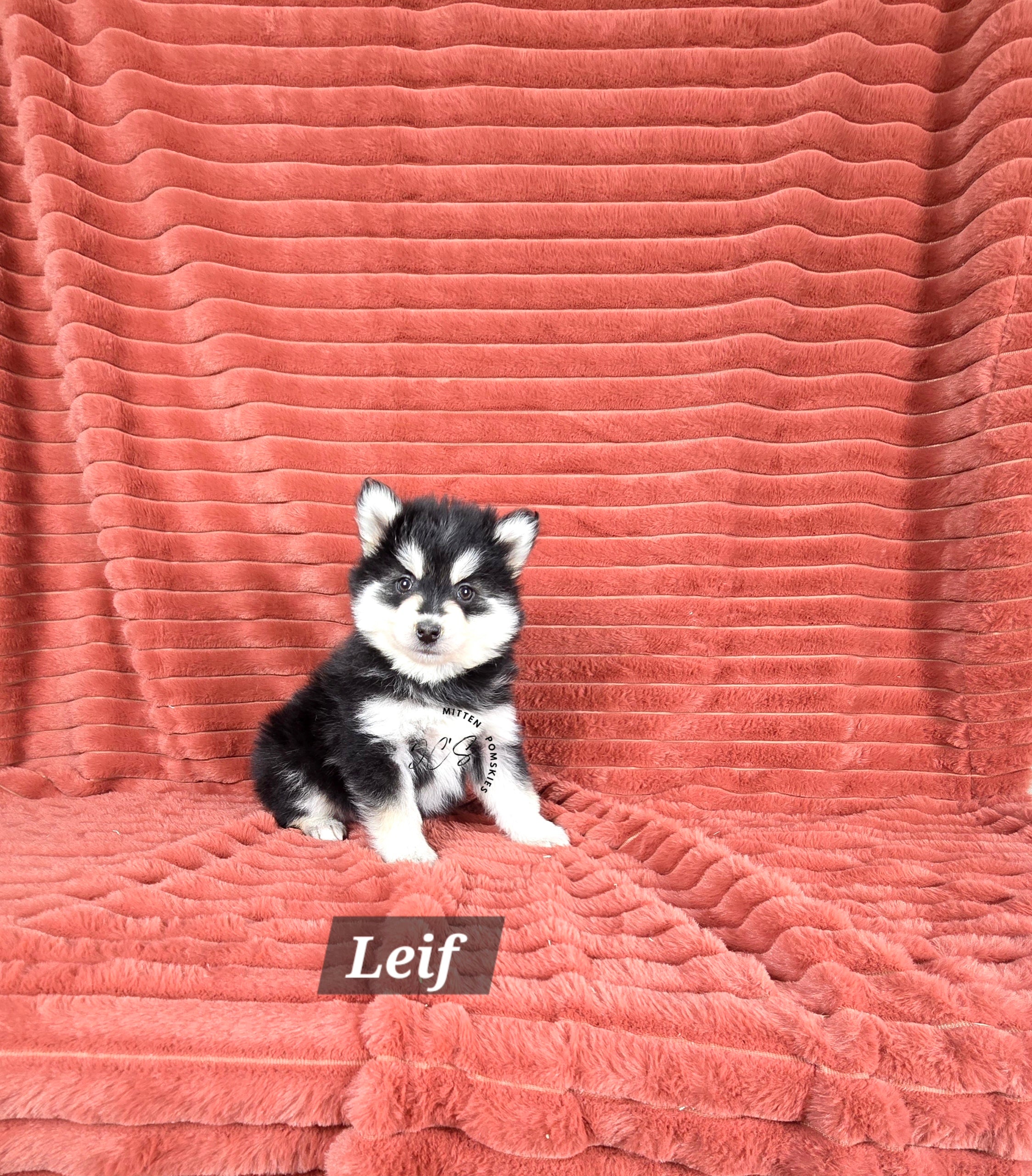 Leif (MALE)
