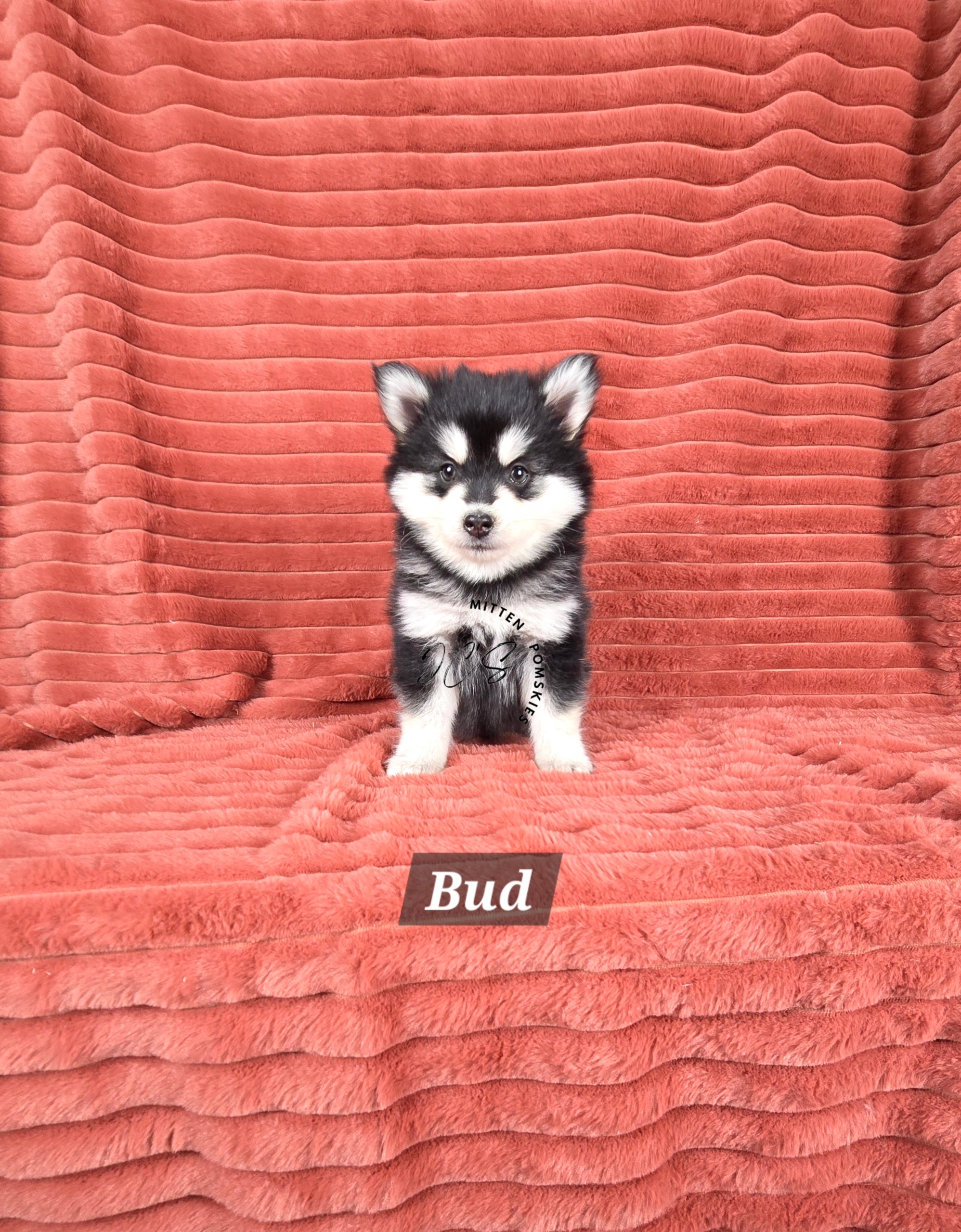 Bud (MALE)