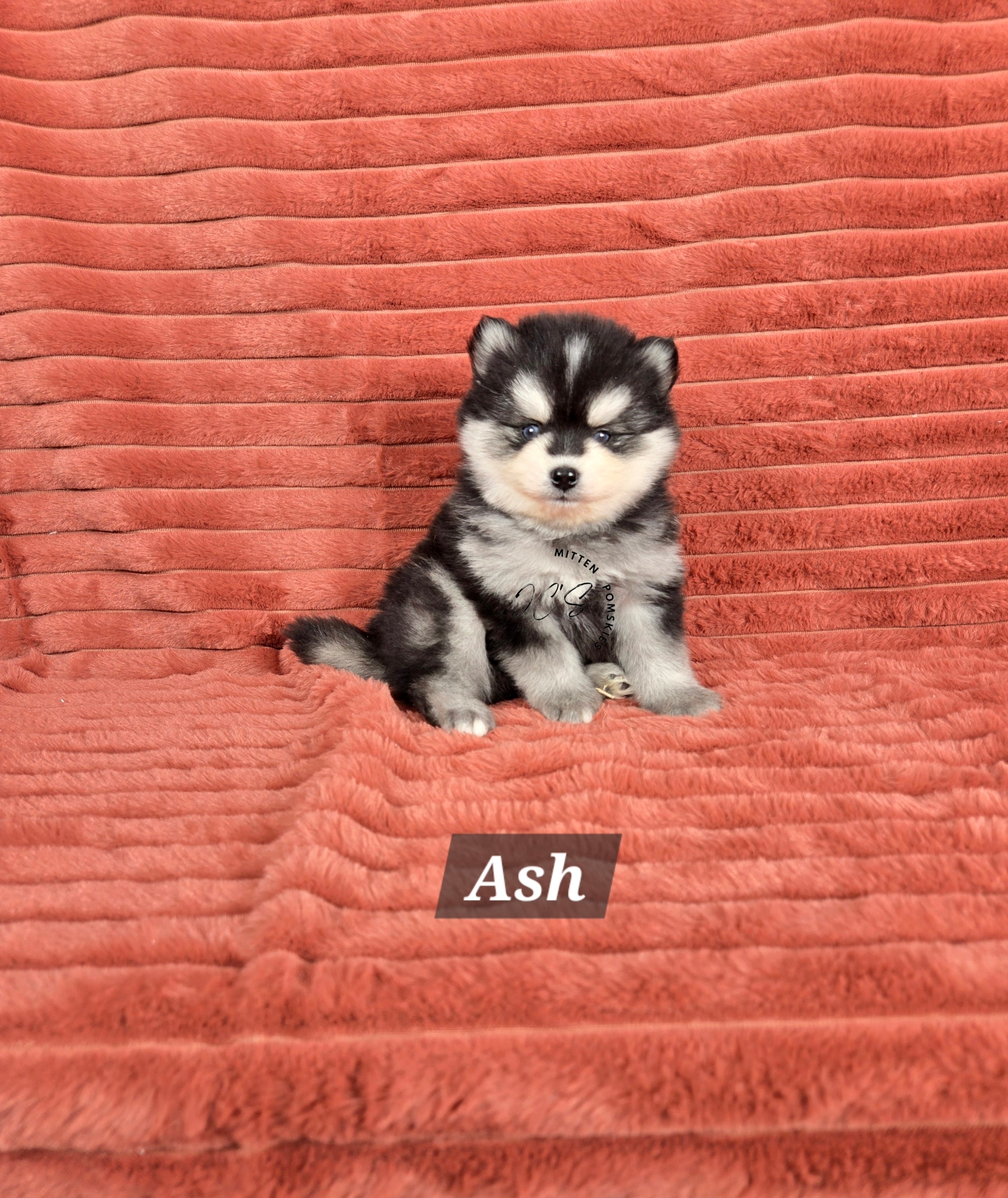Ash (MALE) Micro/Mini