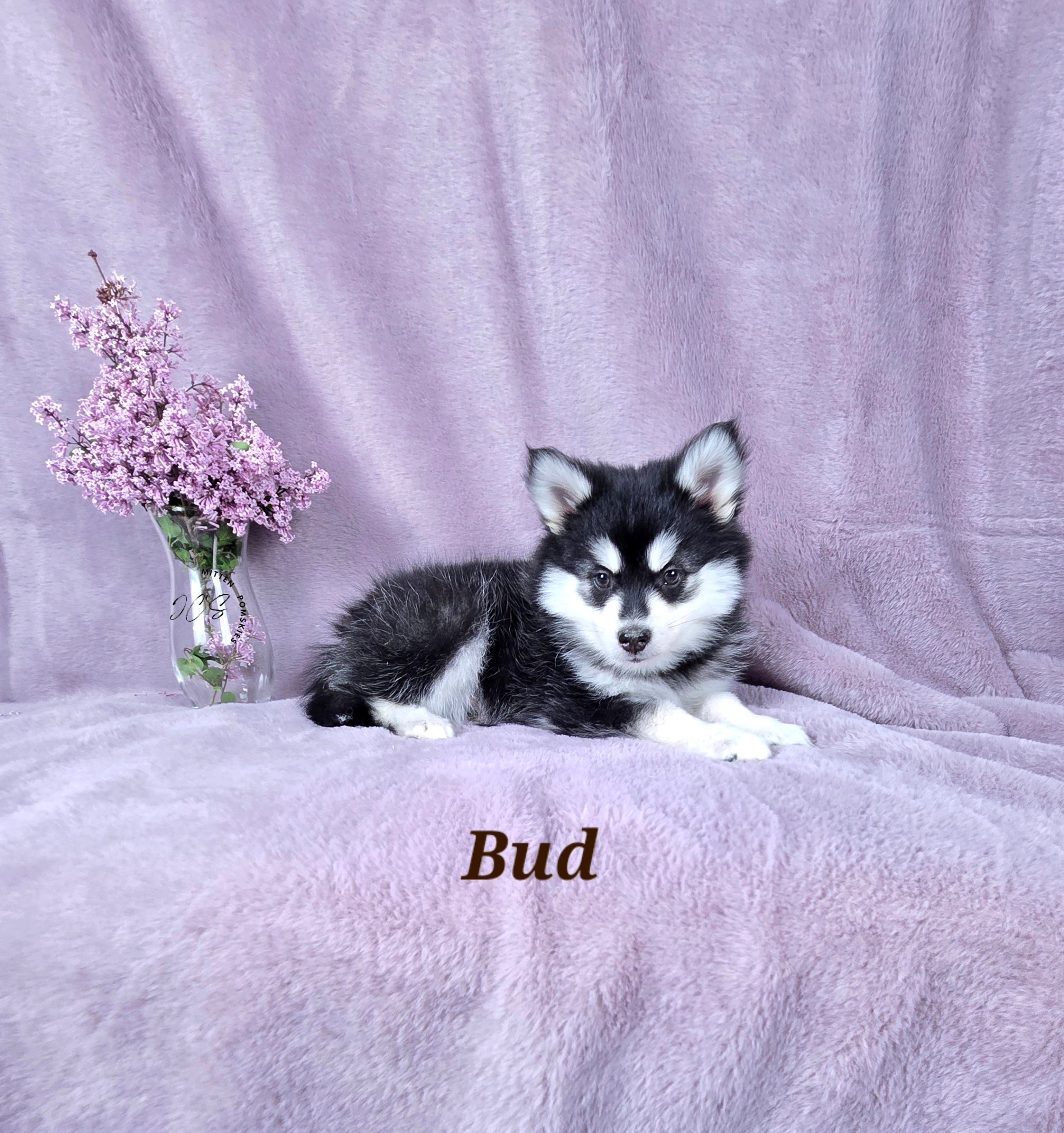 Bud (MALE)