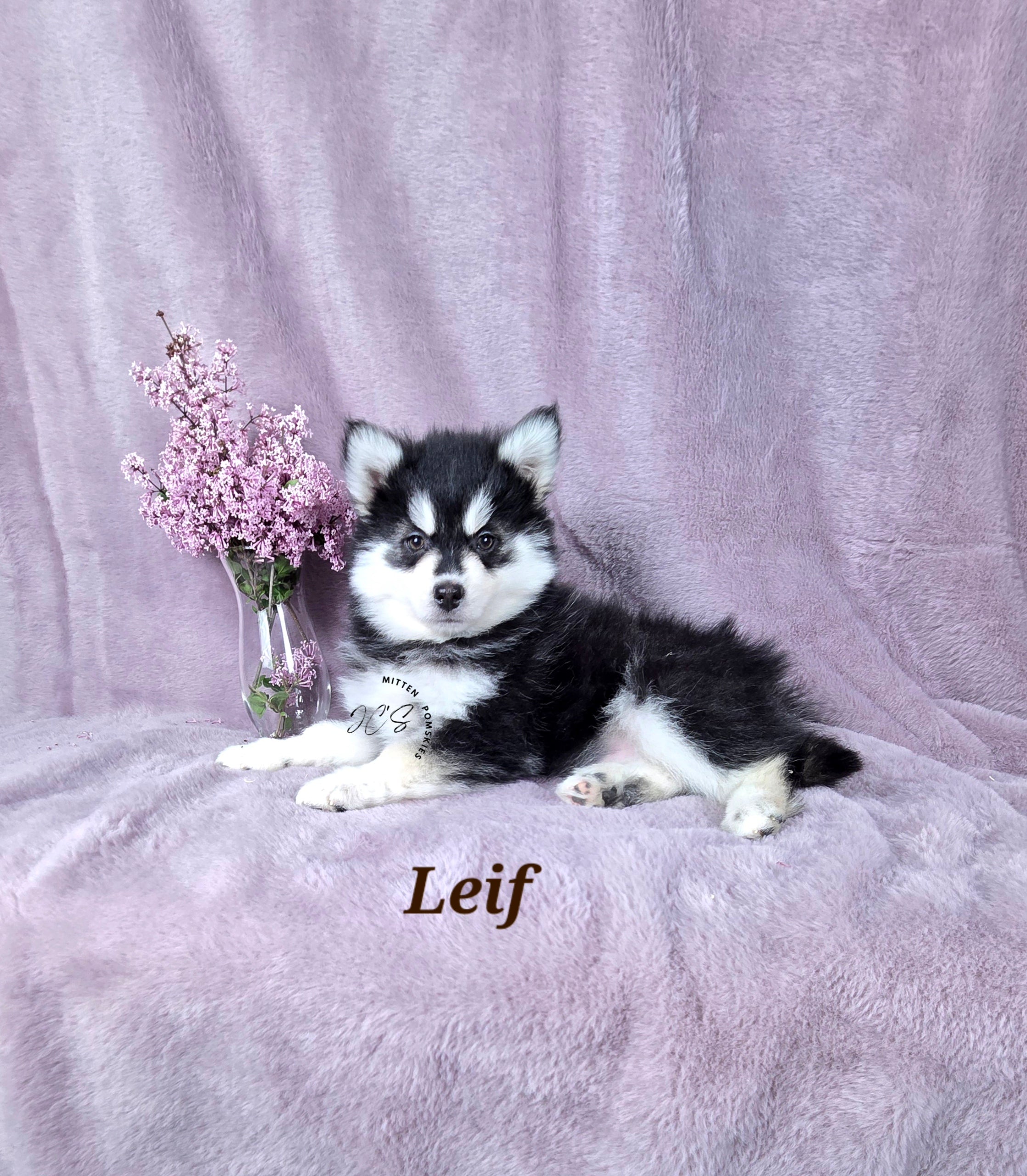 Leif (MALE)