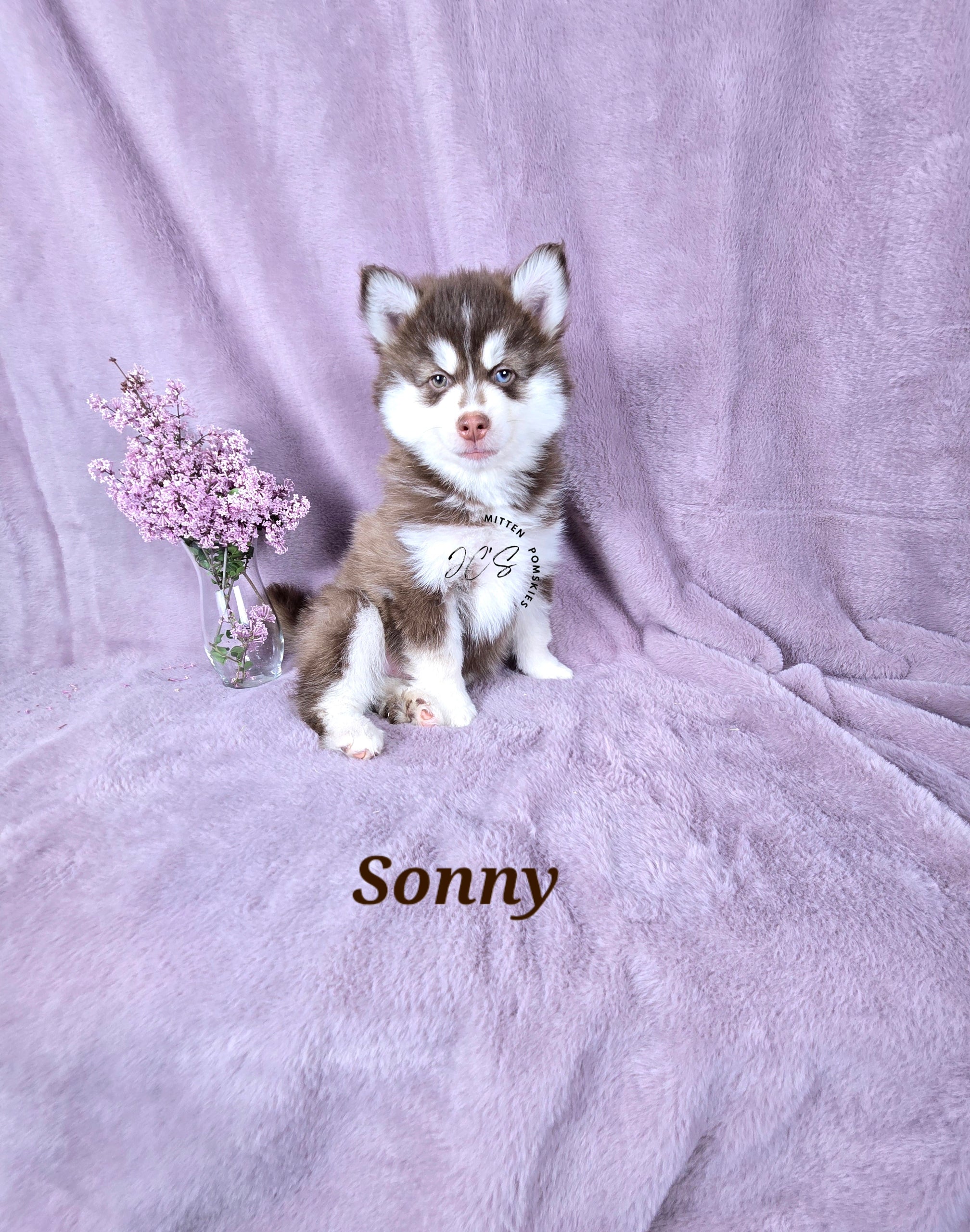 Sonny (MALE)