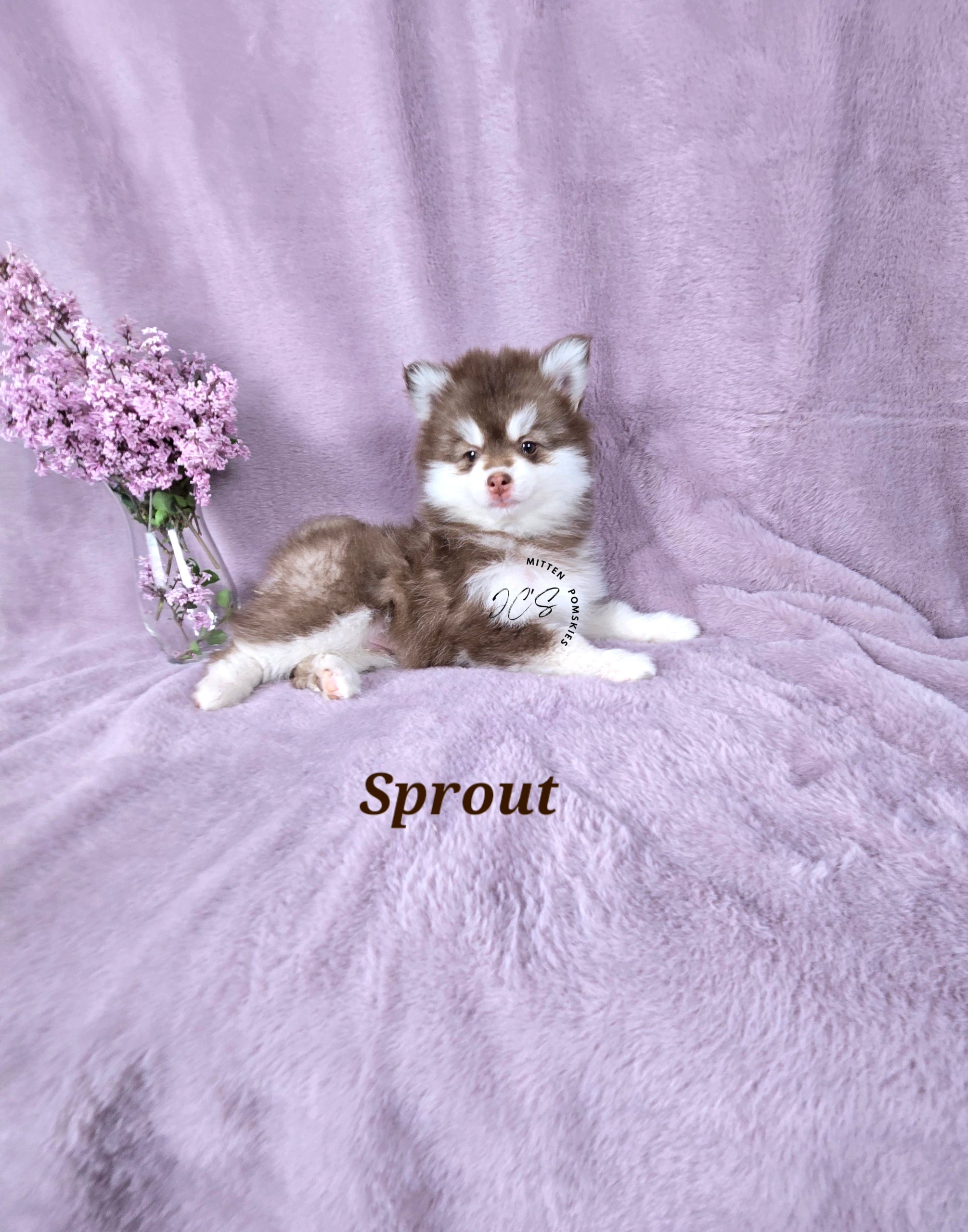 Sprout (MALE) Mini