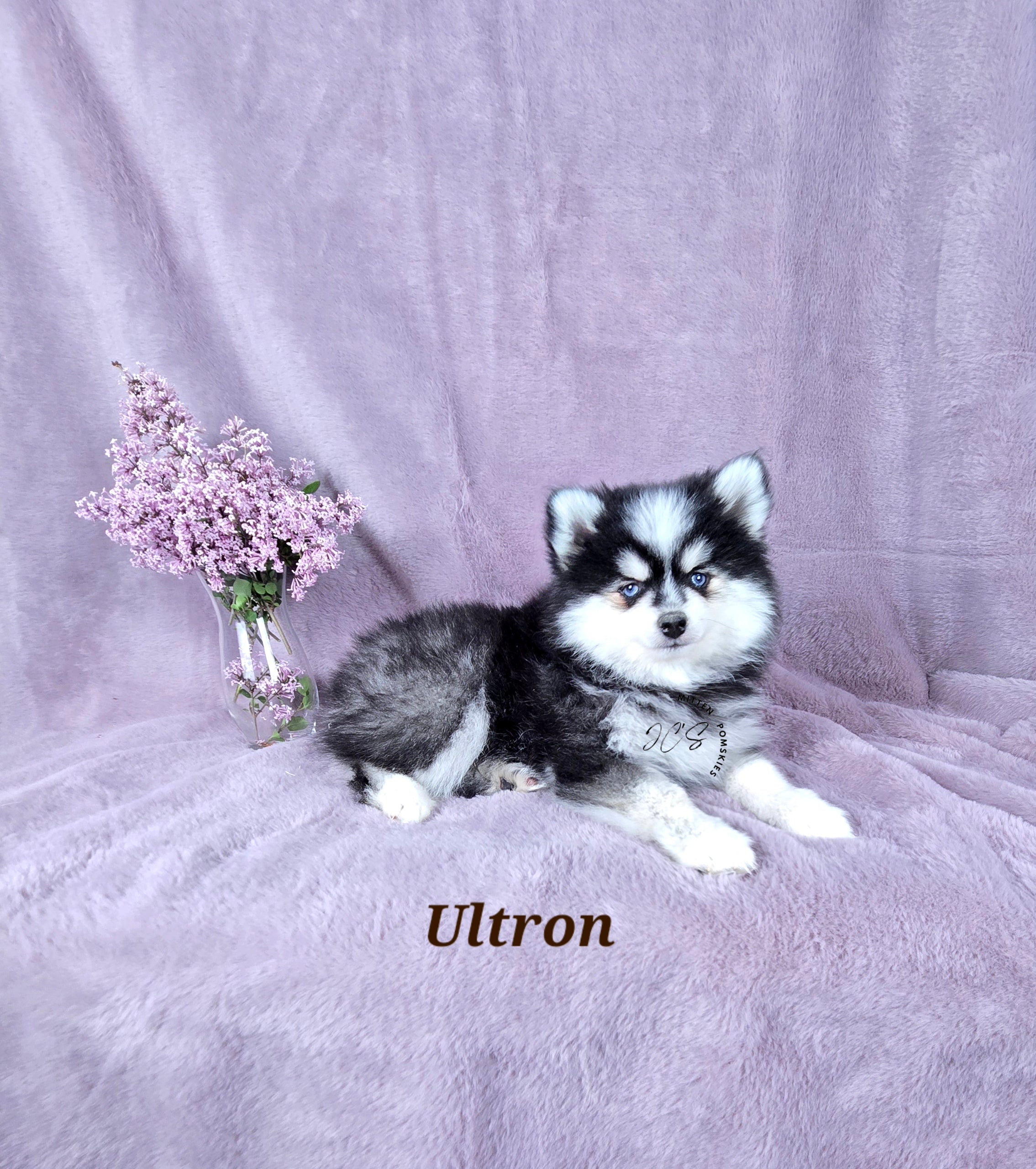 Ultron (MALE) Micro/Mini