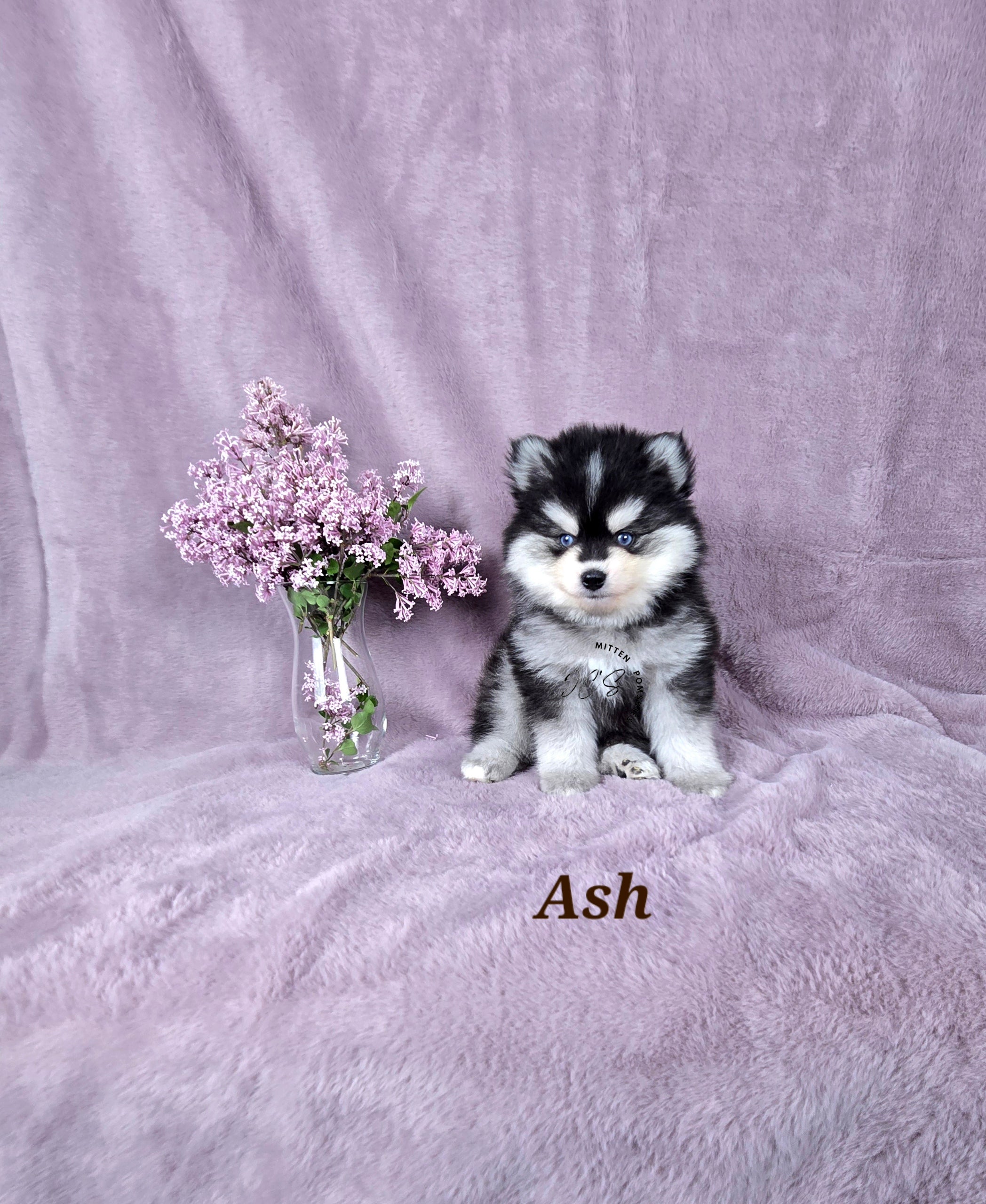 Ash (MALE) Micro/Mini