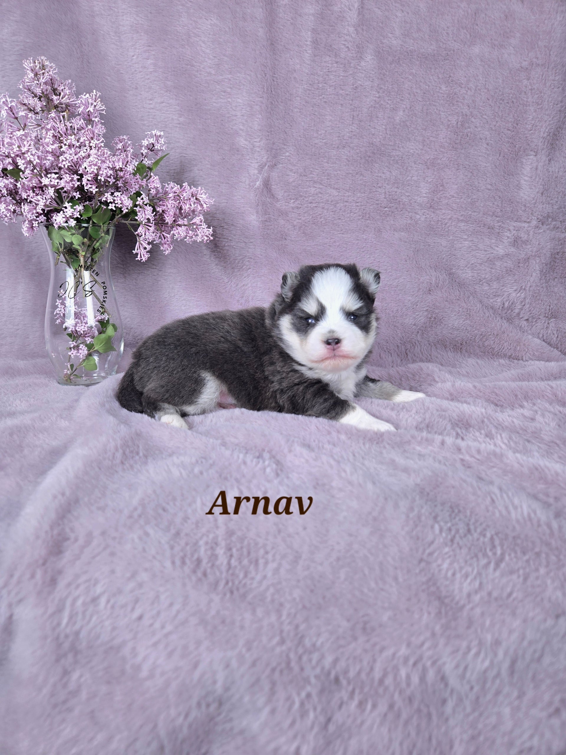 Arnav (MALE) RARE BLUE Mini
