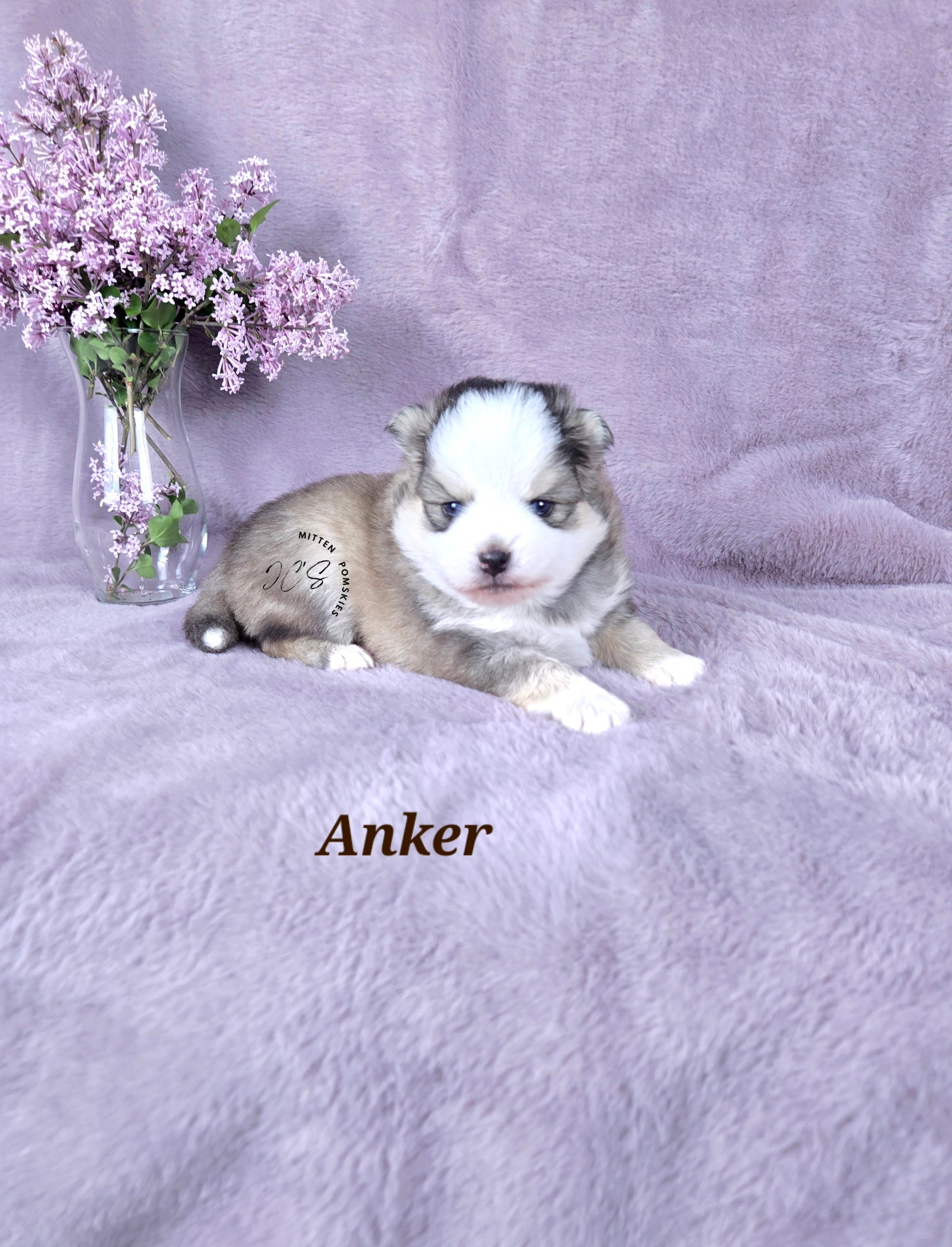 Anker (MALE) Mini
