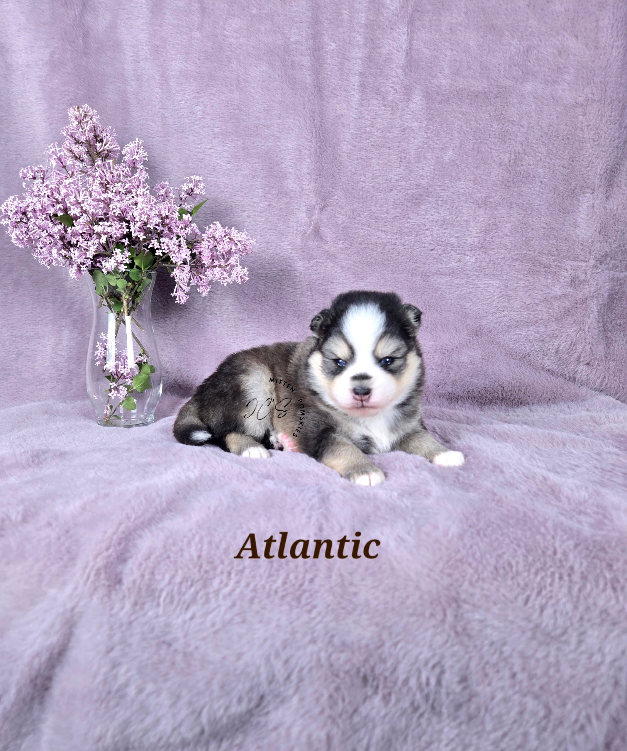 Atlantic (MALE) MINI