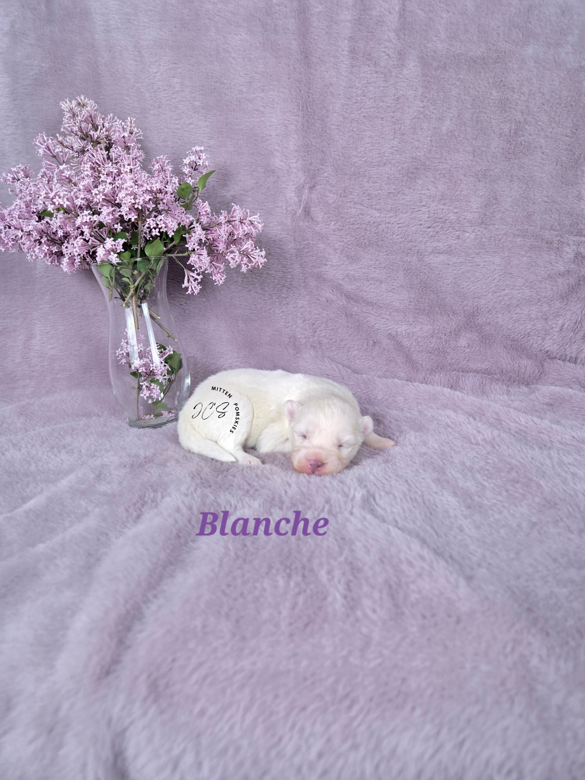 Blanche (FEMALE) Mini